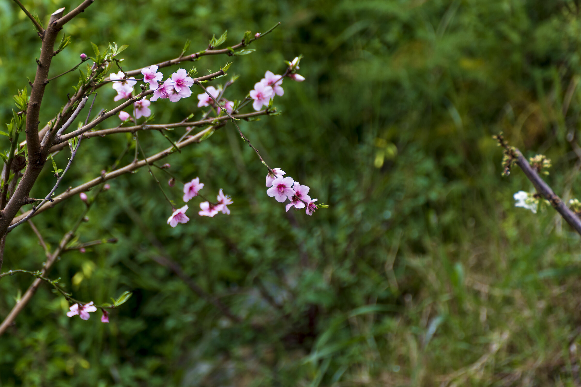 primavera