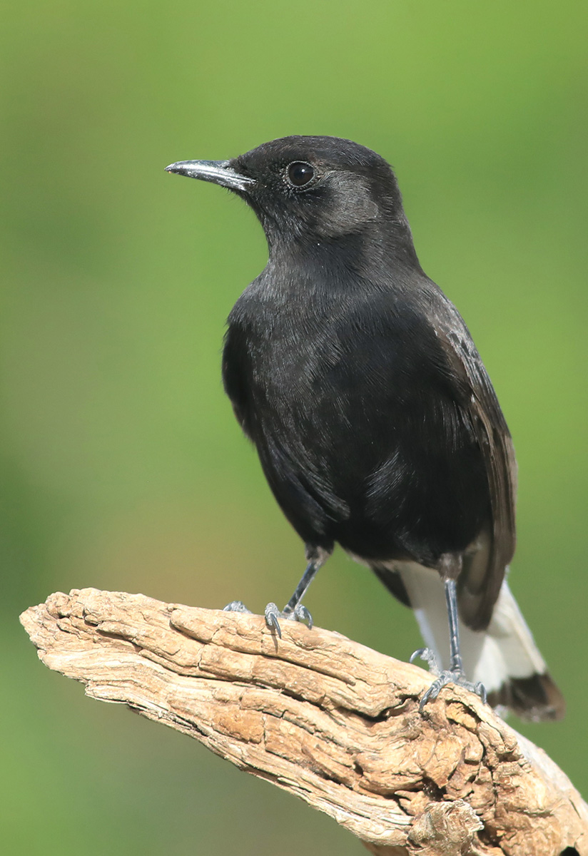 monachella coda bianca