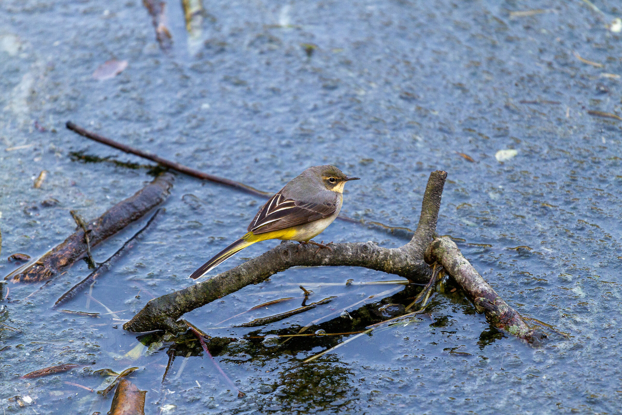 Riposando vicino al laghetto