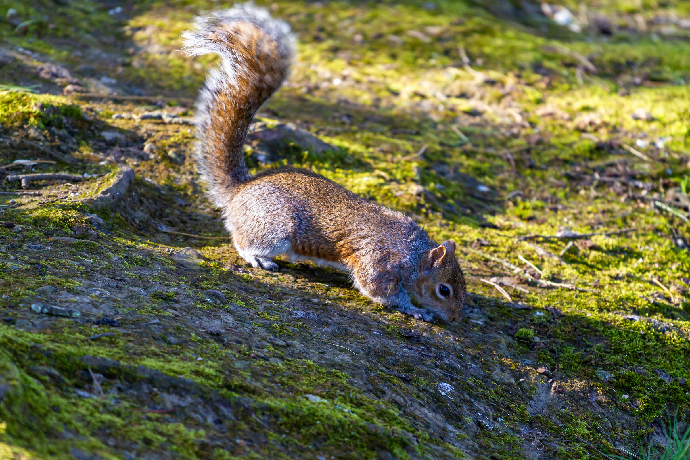 Alla ricerca di uno spuntino