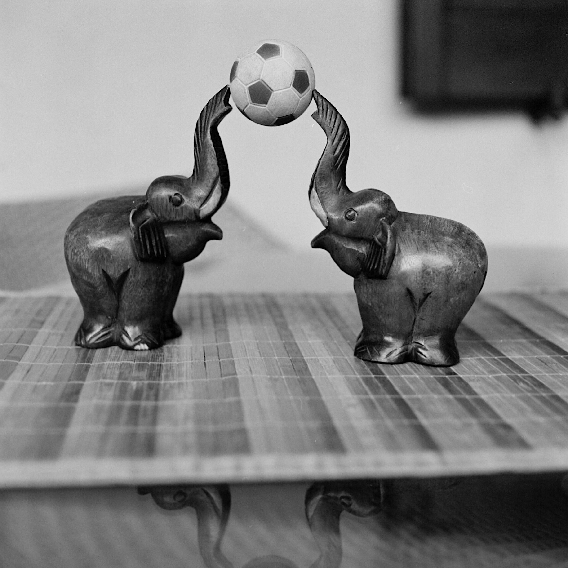 Elephant Soccer