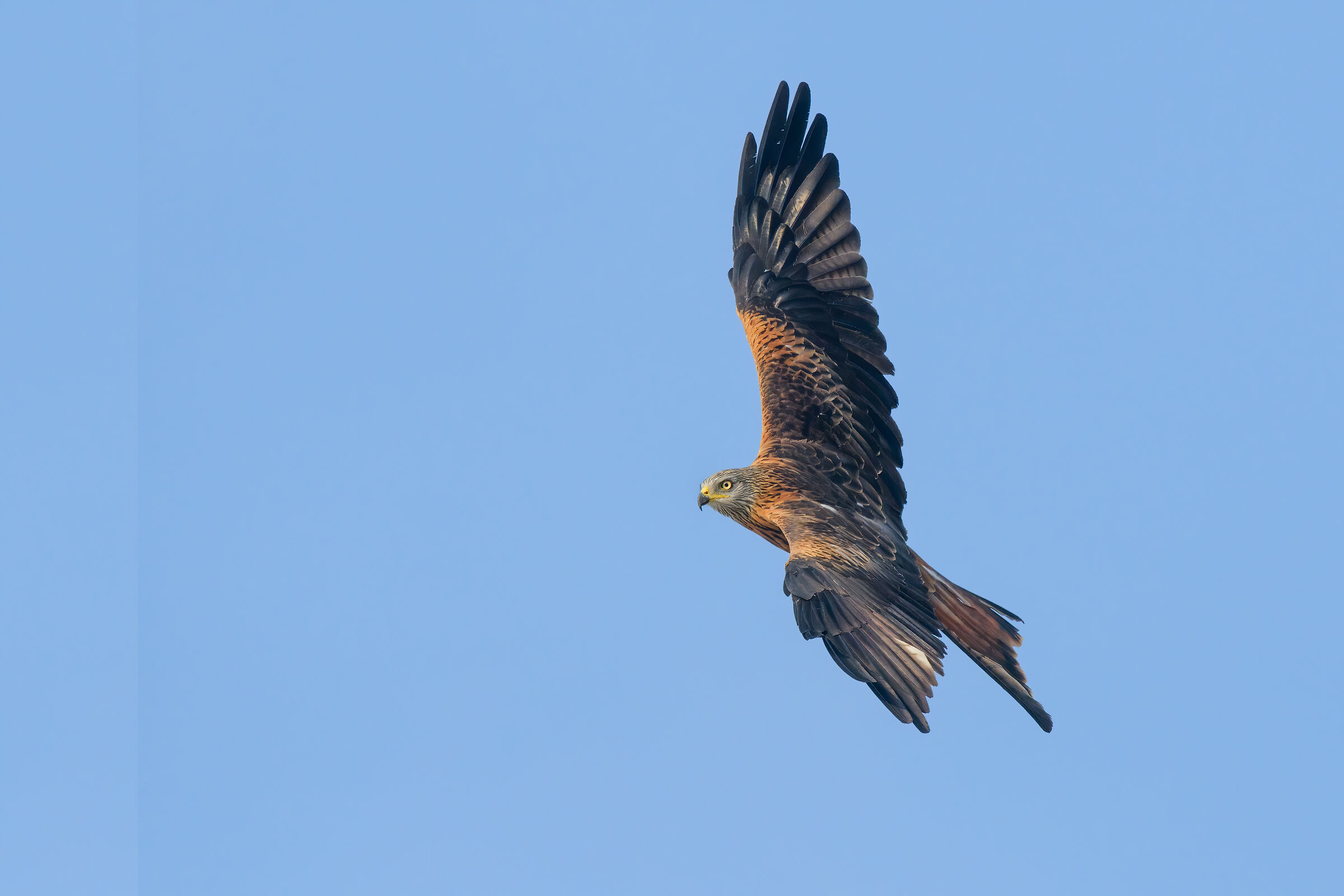Real Nibbius (Milvus milvus) Fight in the skies