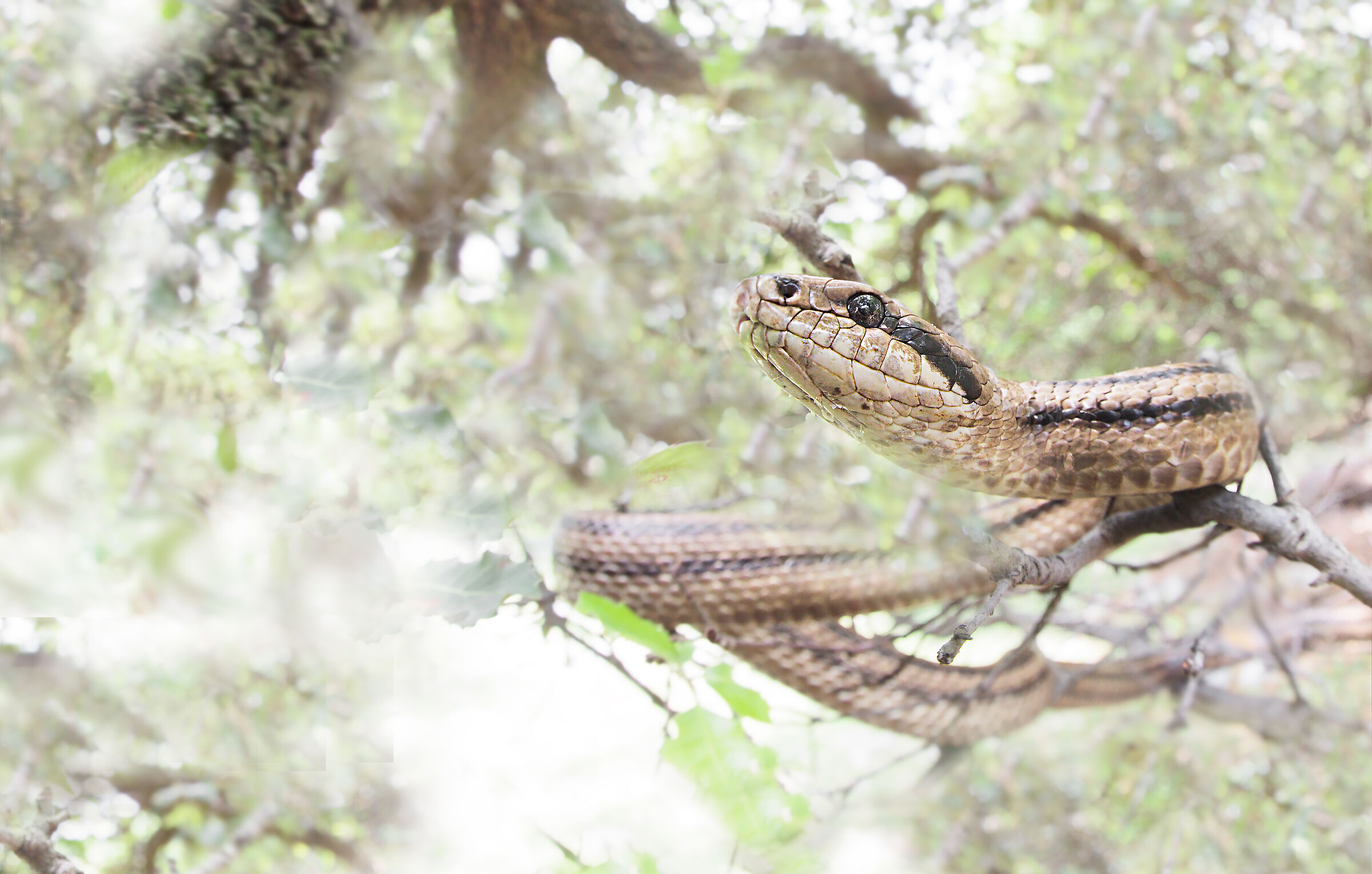 Cervone e sughereta, highkey