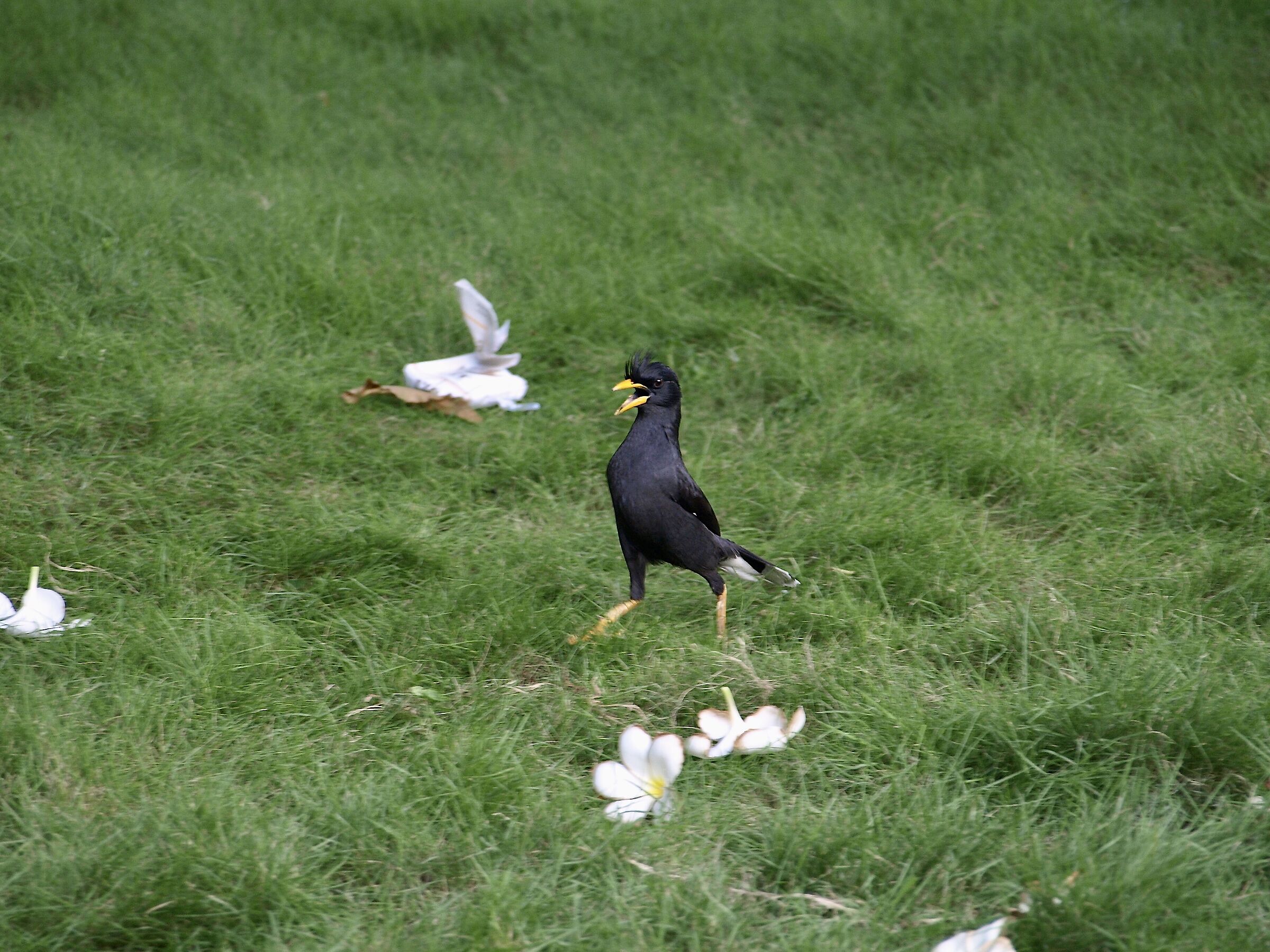 White-vented Myna