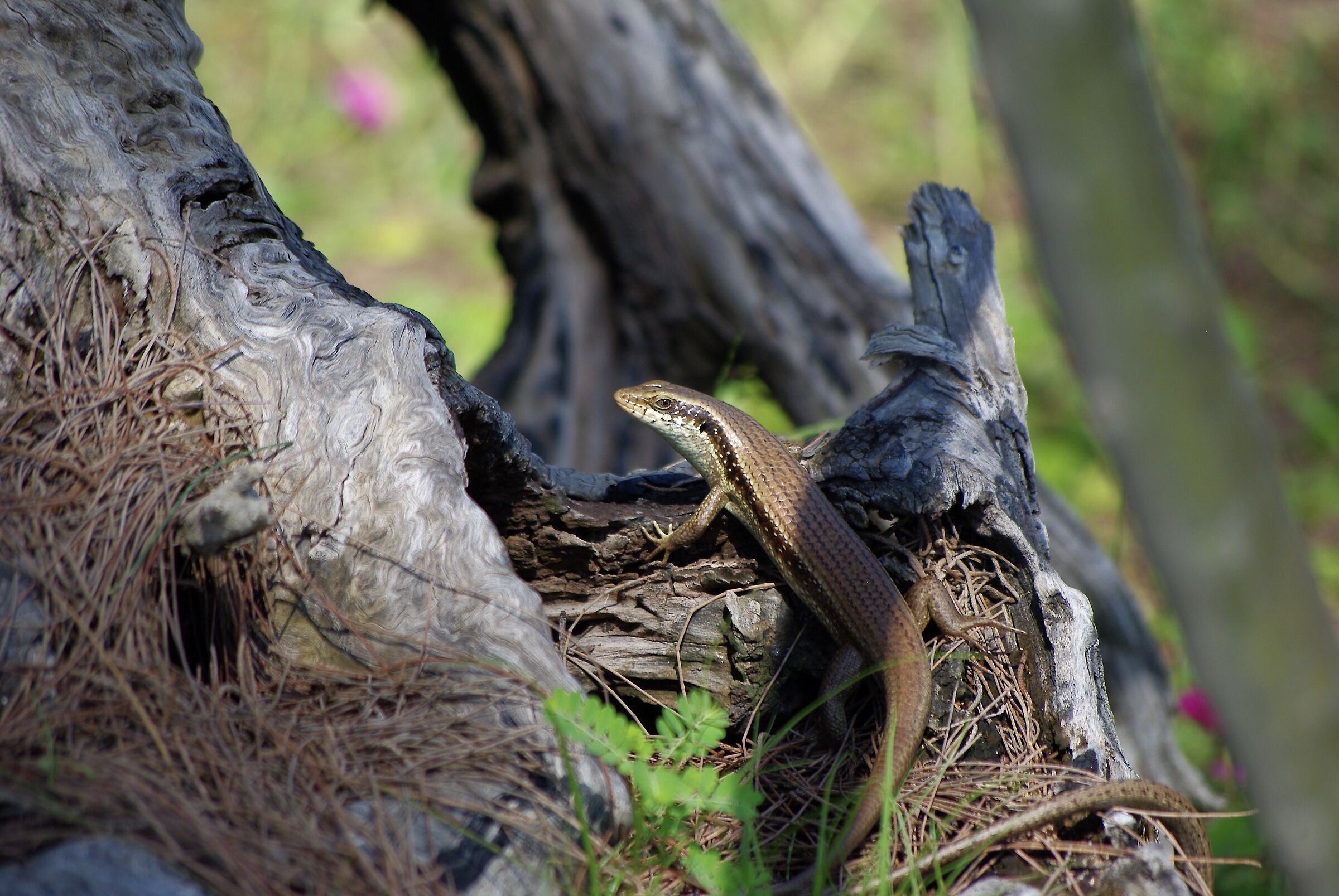 Mabuya marrone dell'India orientale