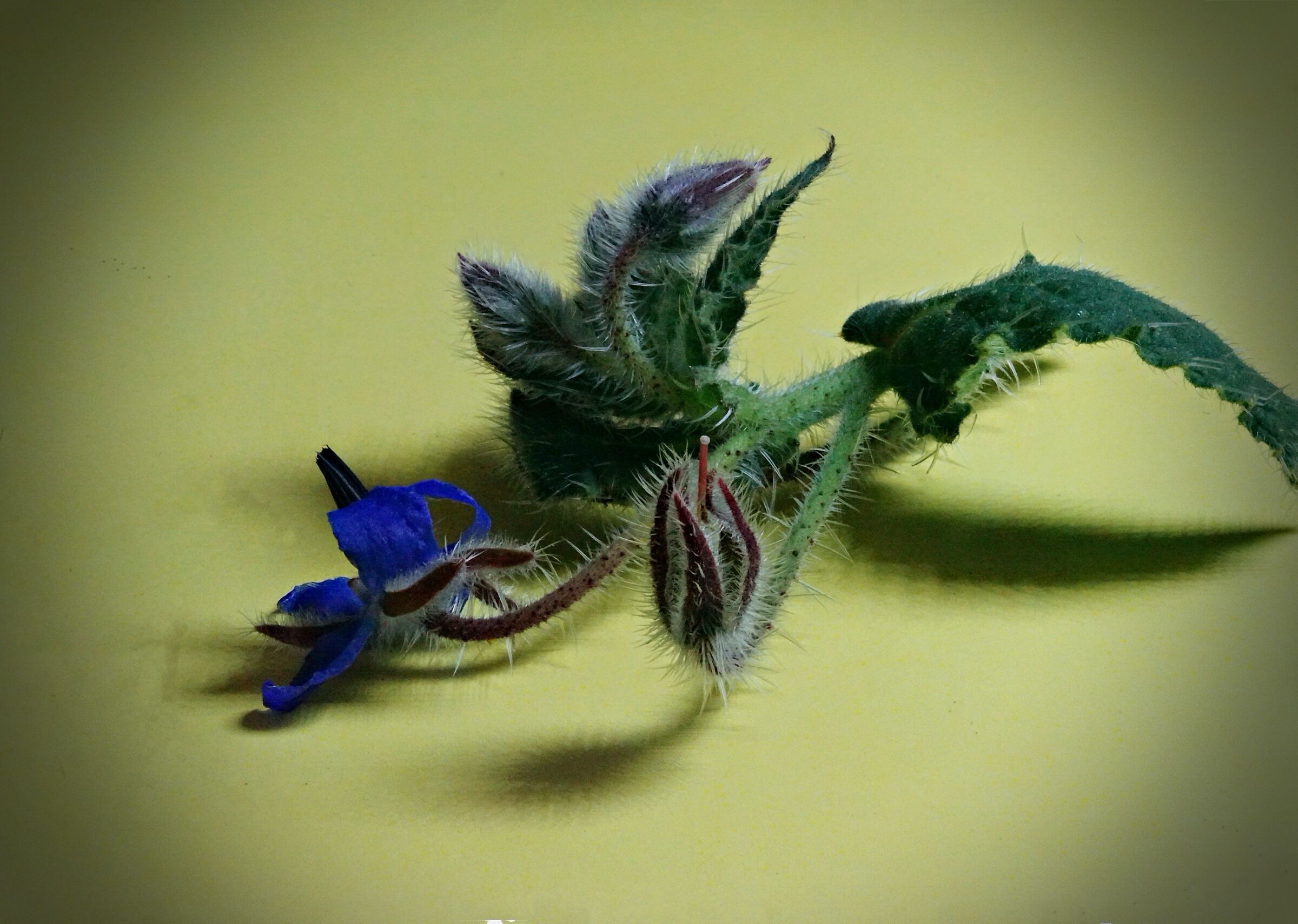 Borago