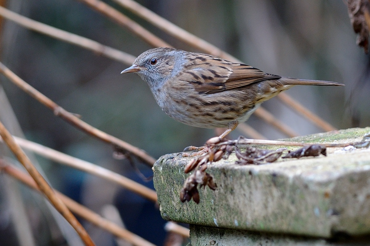 Dunnock