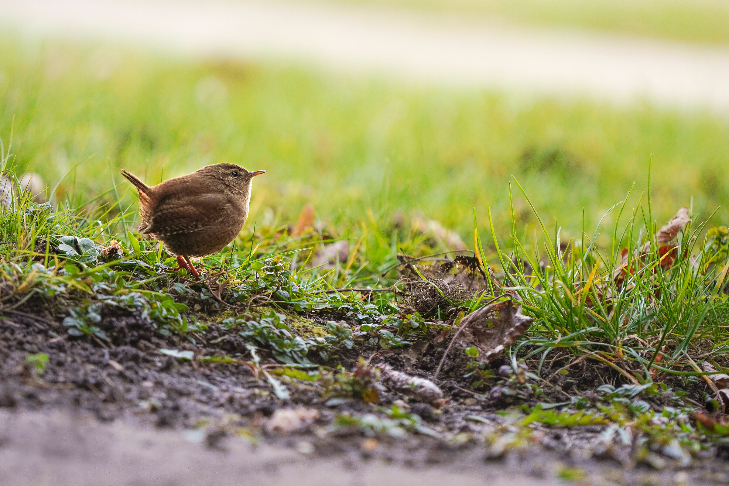 Common wren