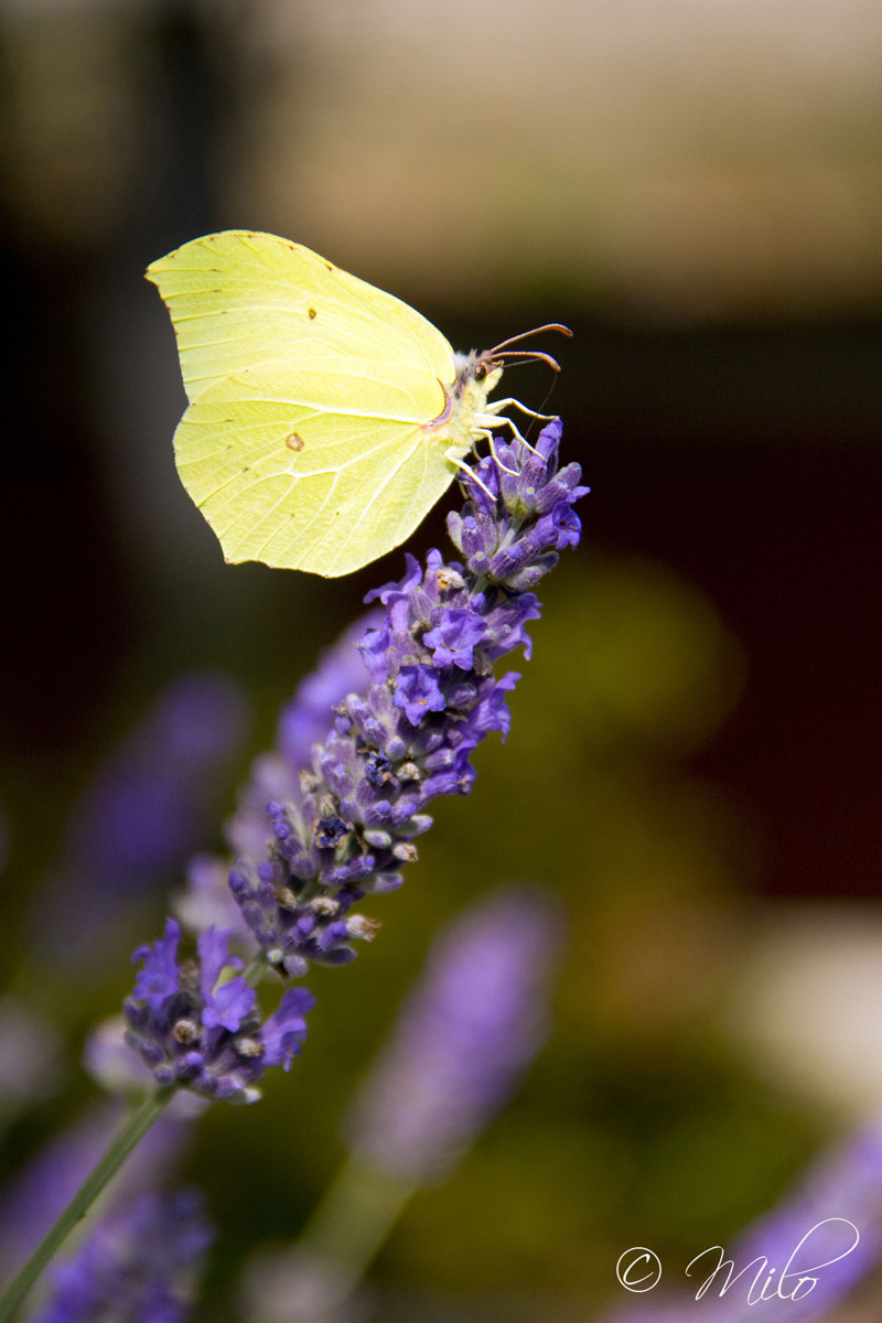 Butterfly and lavender