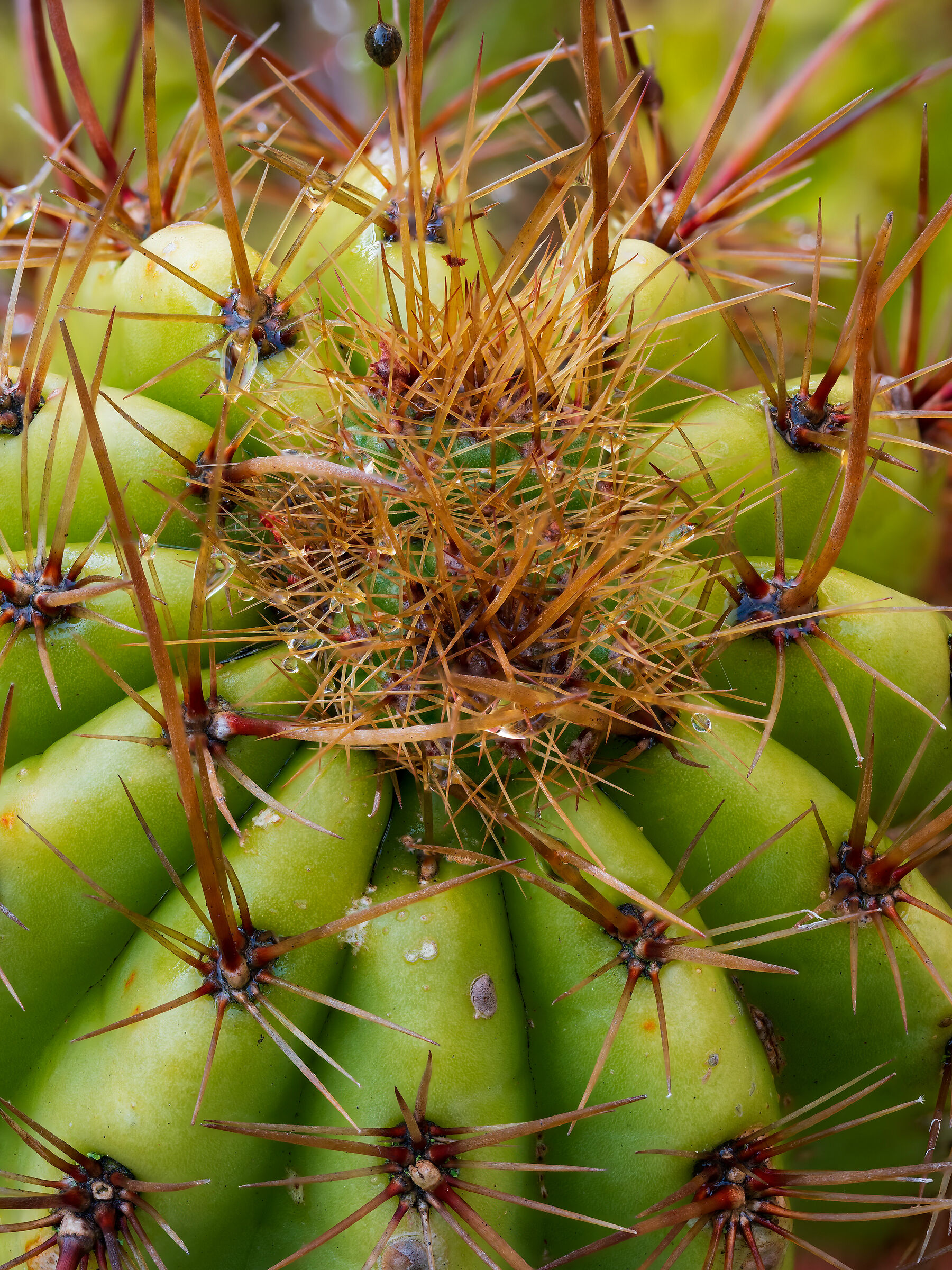 In a world of thorns....