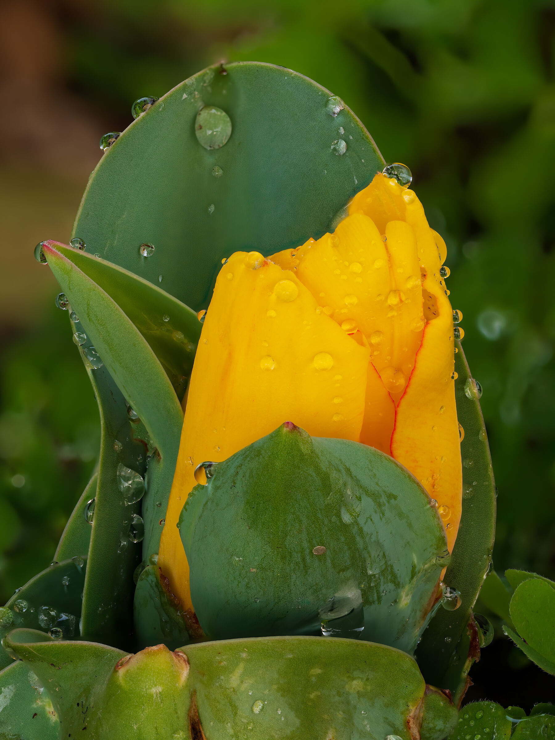 The blossoming of a Tulip!!