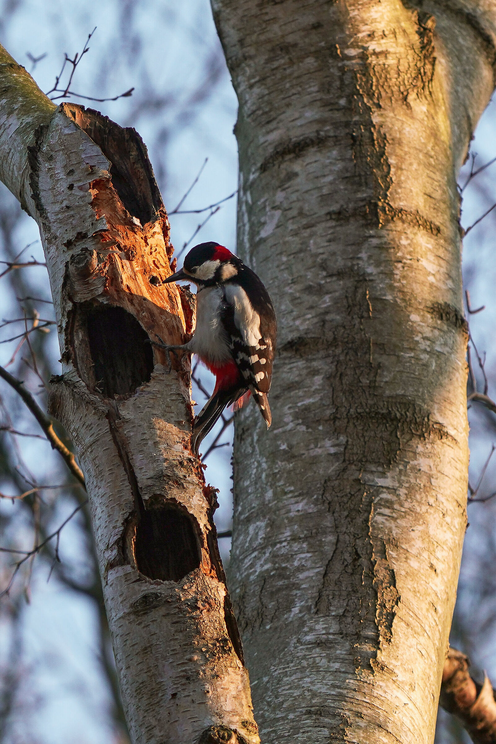 Woodpecker