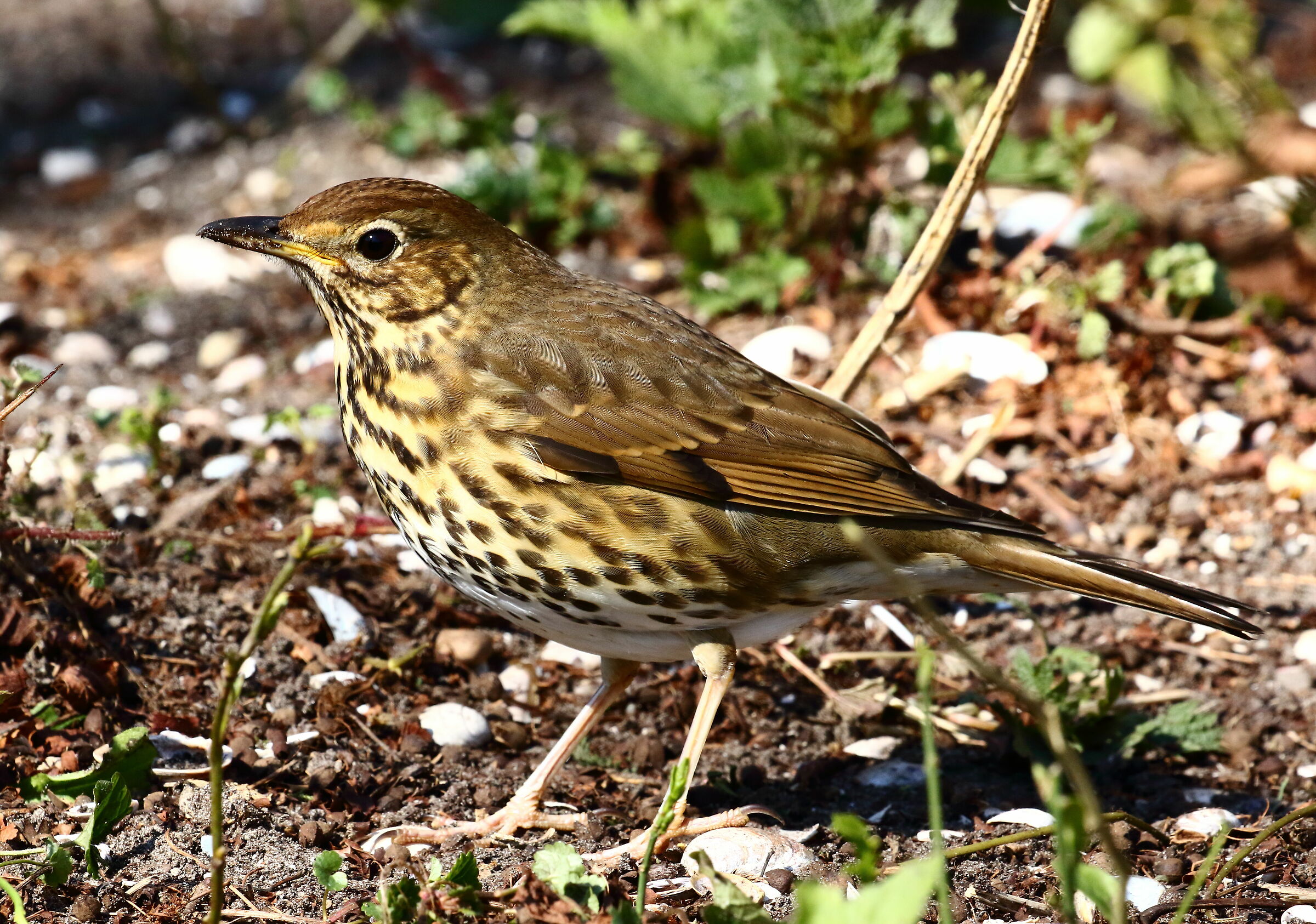 Bullbol bottaccio, spring rehearsals