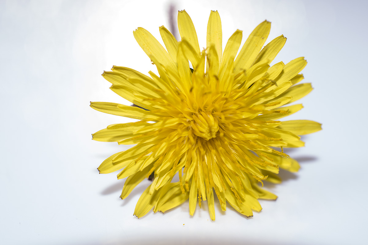 Dandelion