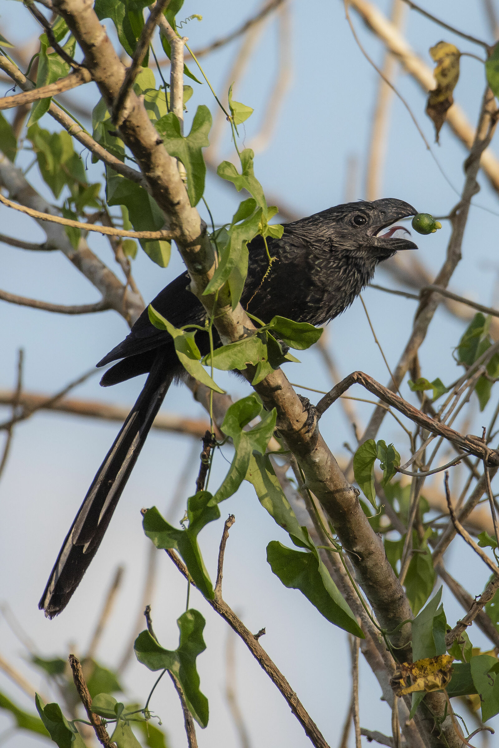 Crotophaga sulcirostris (Ani beccosolcato)
