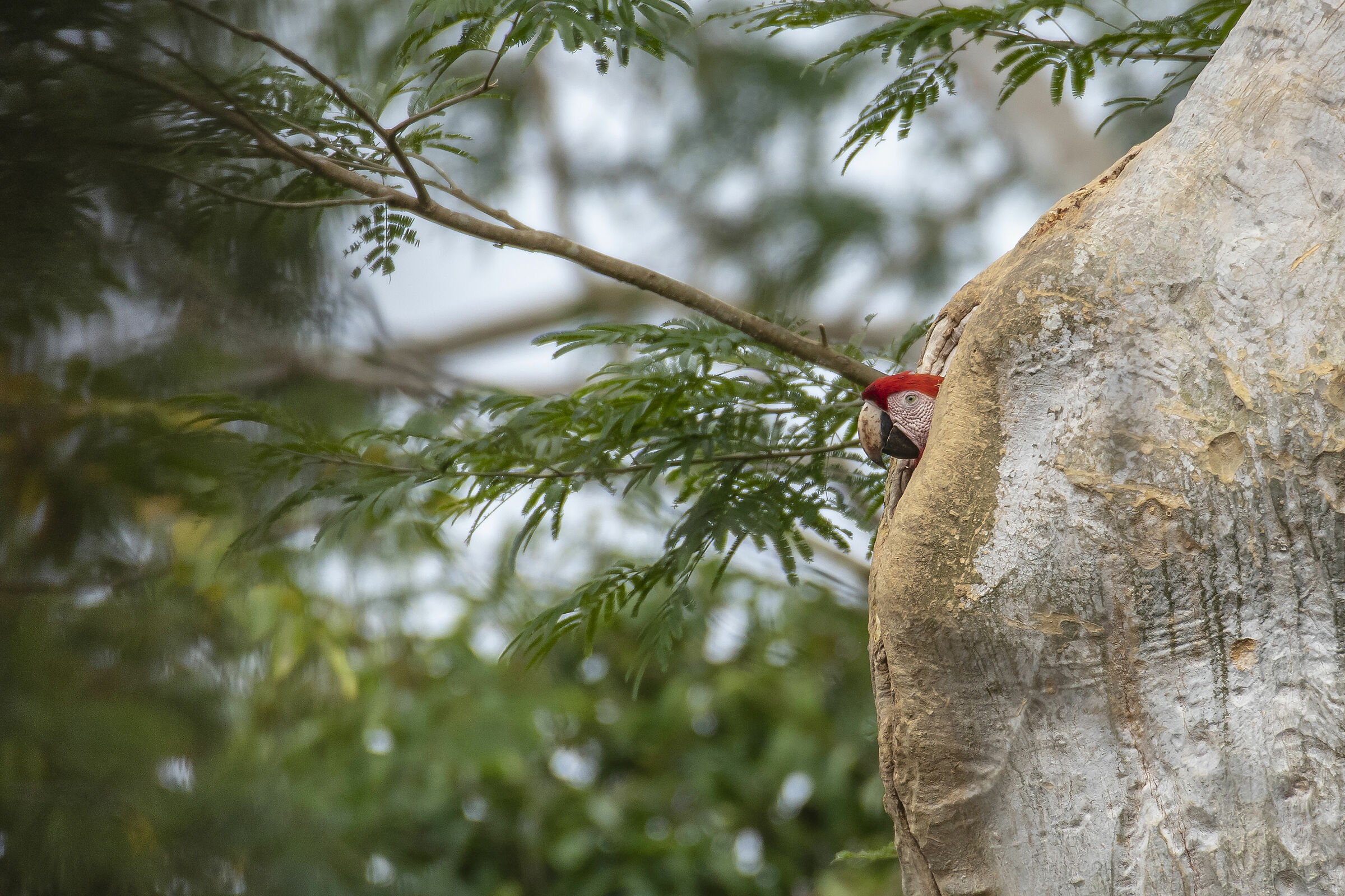 Ara macao (Ara o Guacamayo)