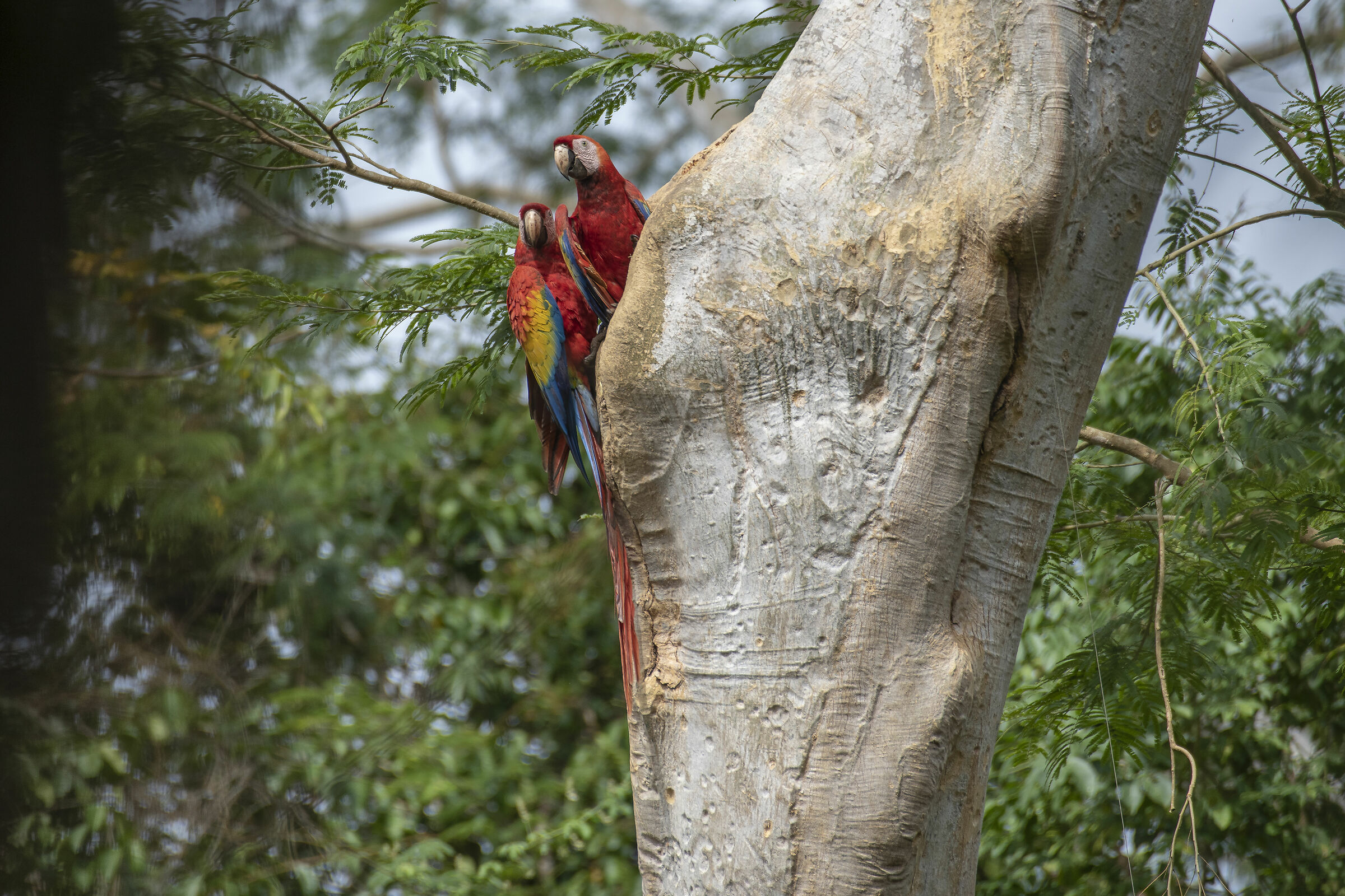 Ara macao (Ara o Guacamayo)
