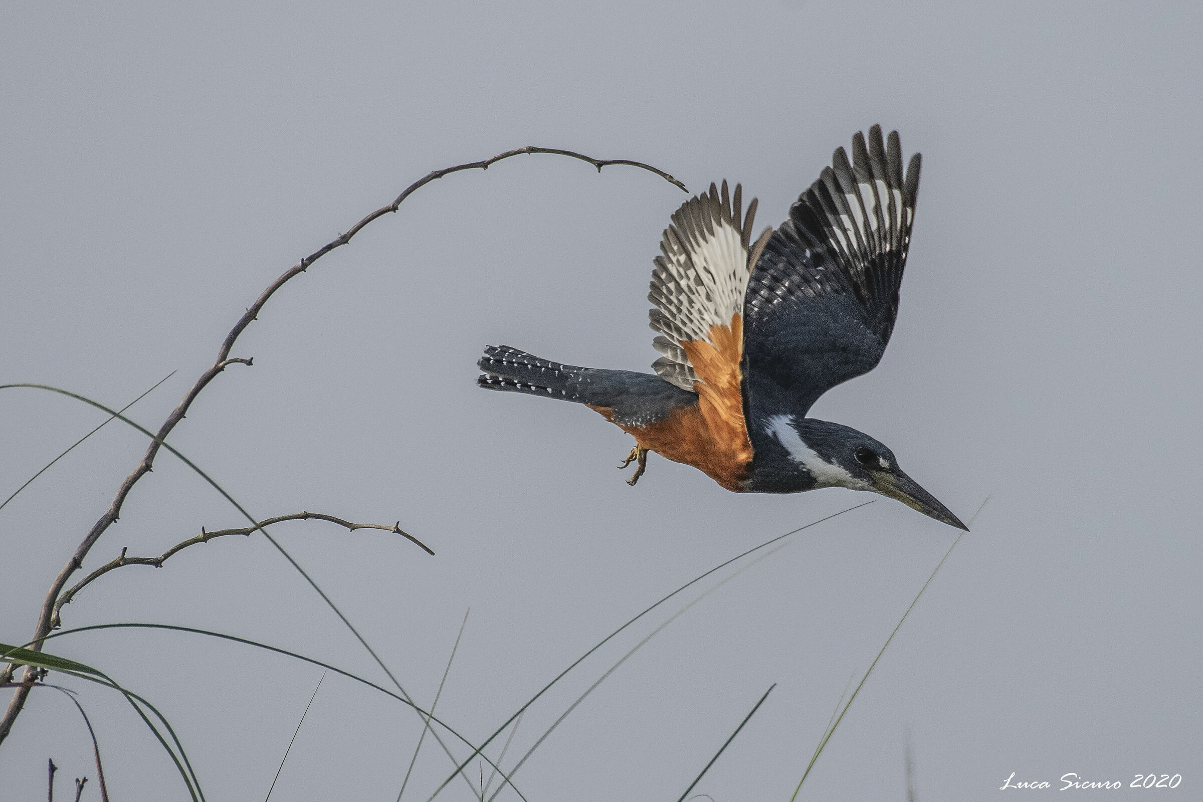 Megaceryle torquata (Martin pescatore)