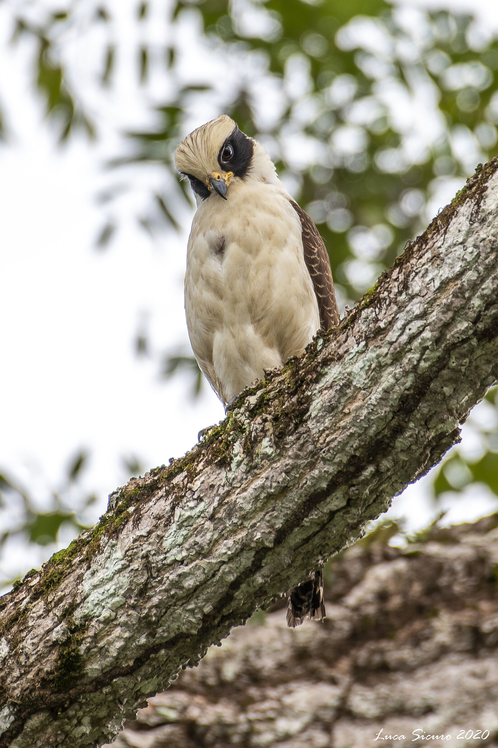 Herpetotheres cachinnans (Falco sghignazzante)