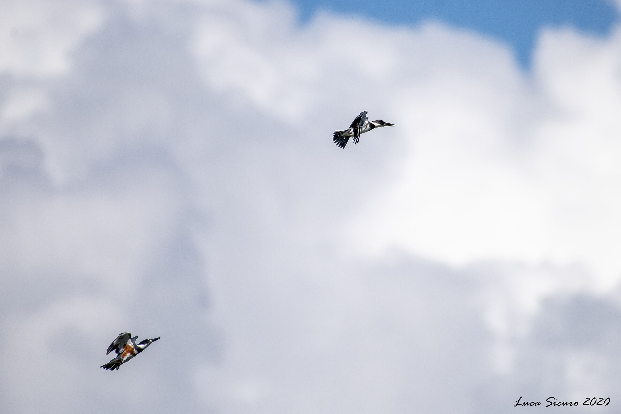 Torquata Megaceryle (Martin Fisherman)