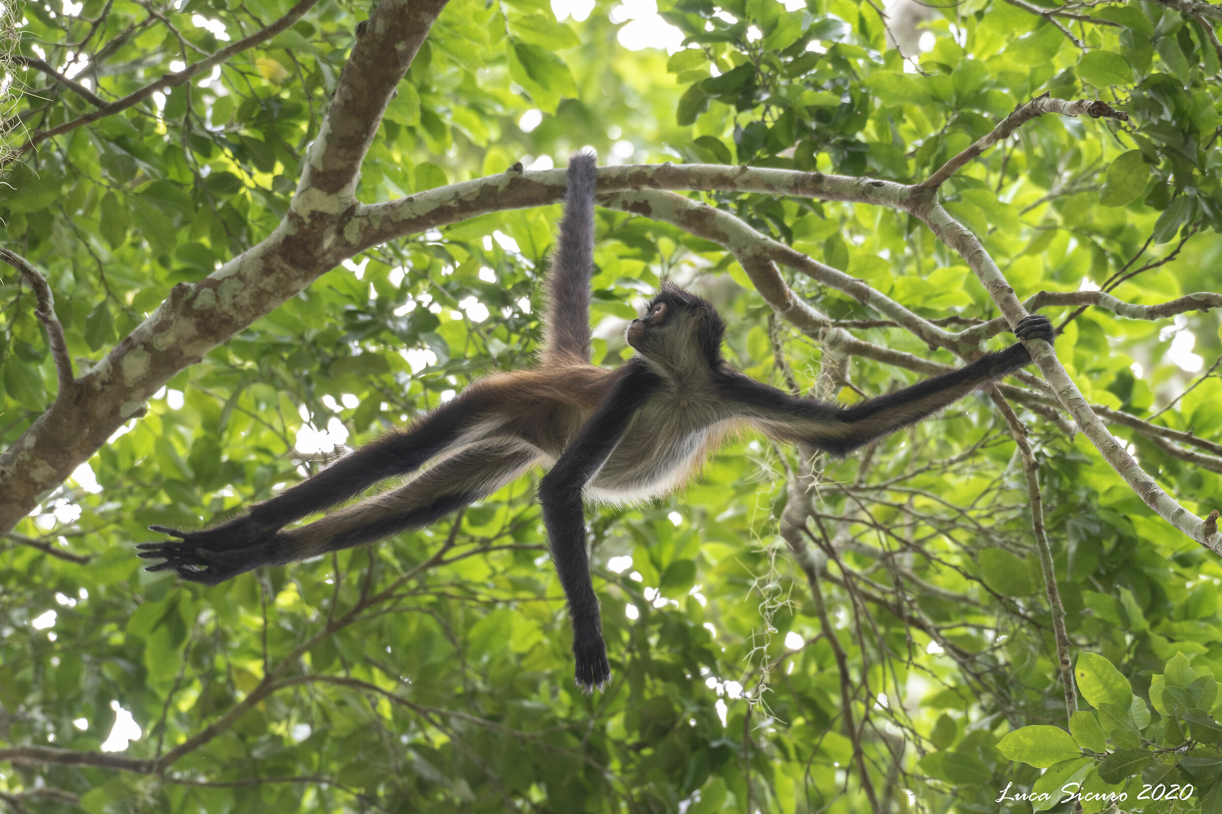 Ateles geoffroyi (Mono araña)