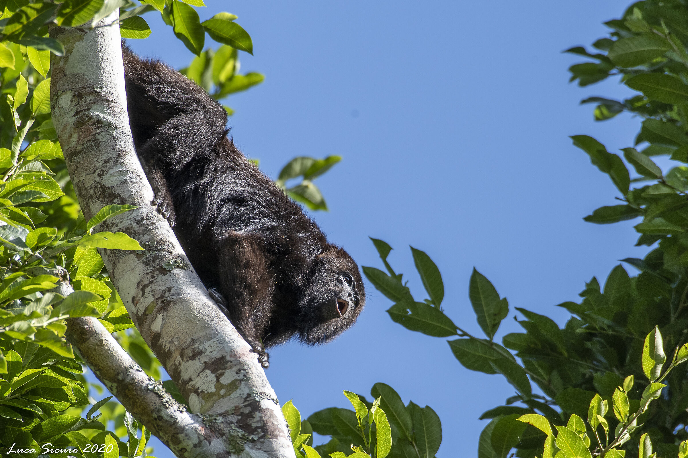 Alouatta lazy
