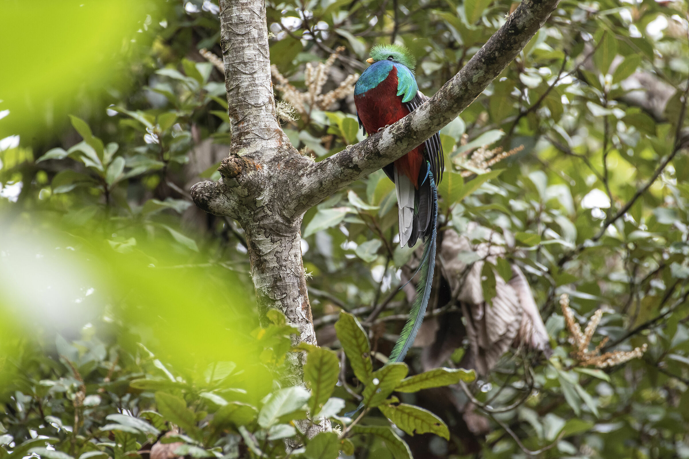 Pharomachrus mocinno (Quetzal guatemalteco)