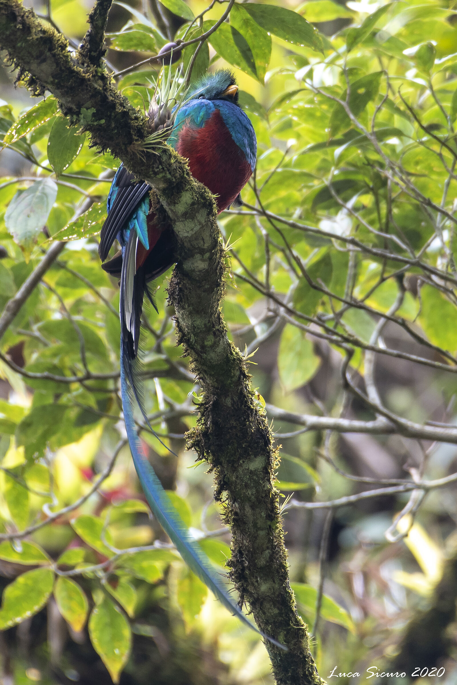 Pharomachrus mocinno (Quetzal guatemalteco)