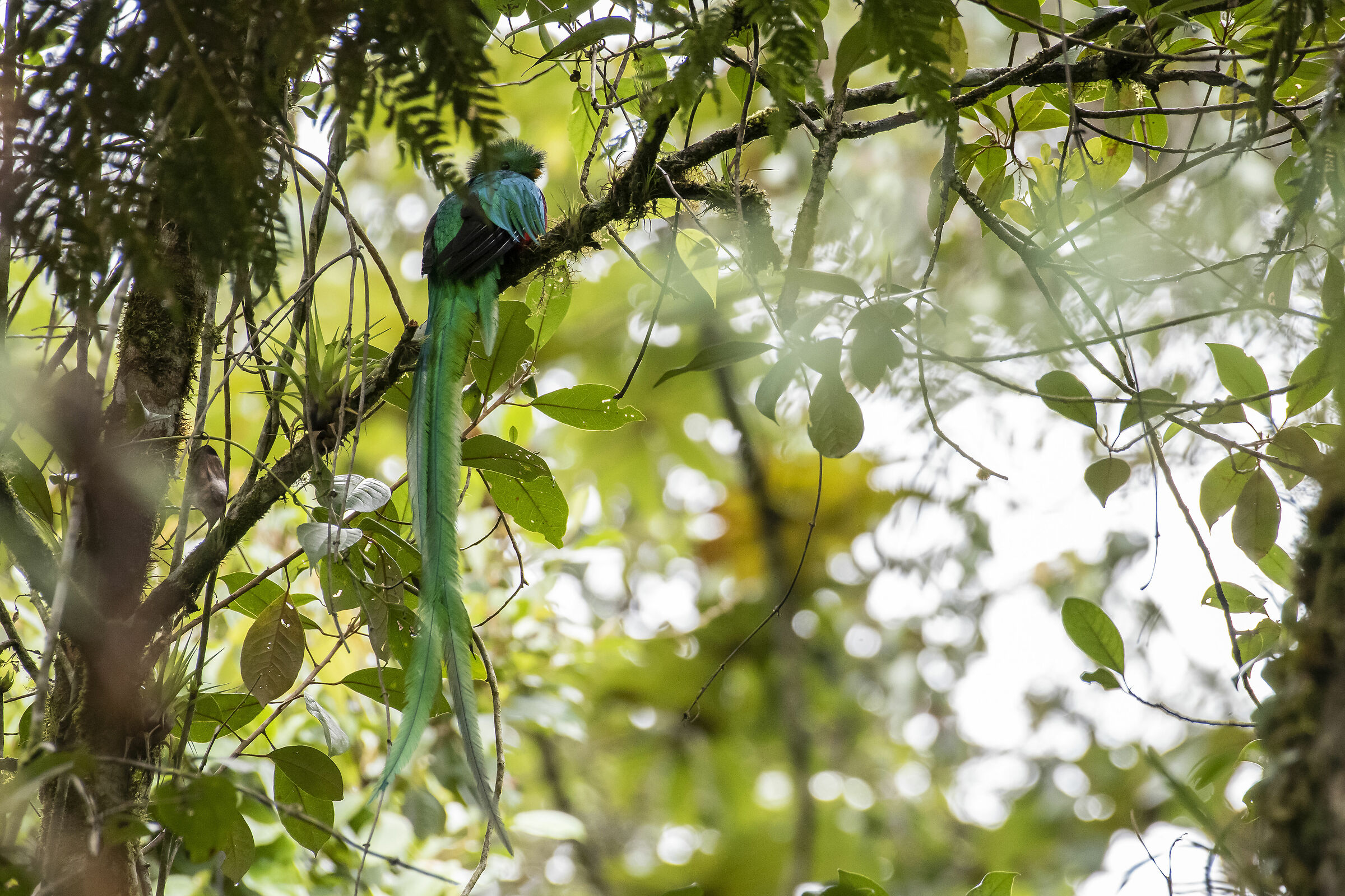 Pharomachrus mocinno (Quetzal Guatemalte)