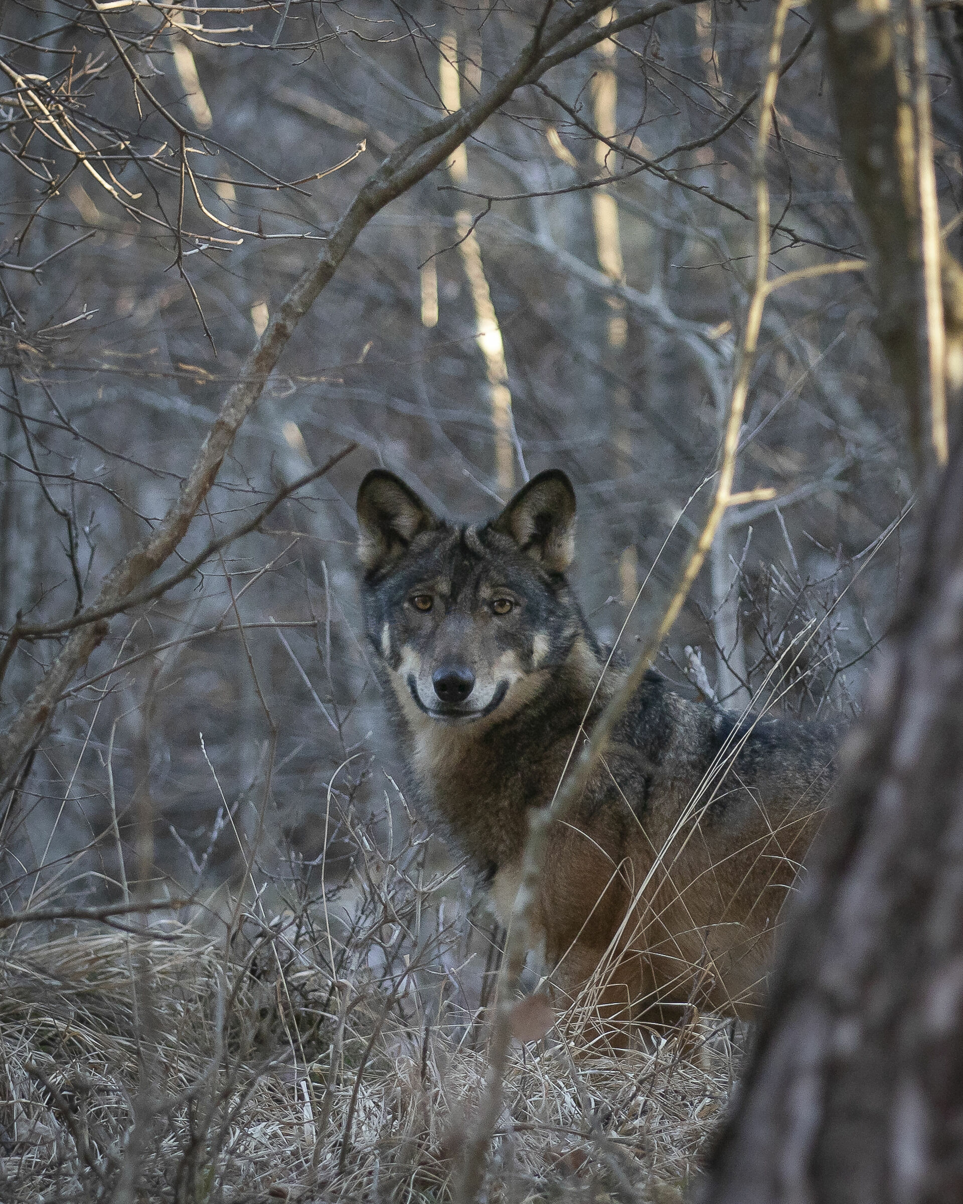 incontri fortunati nel bosco