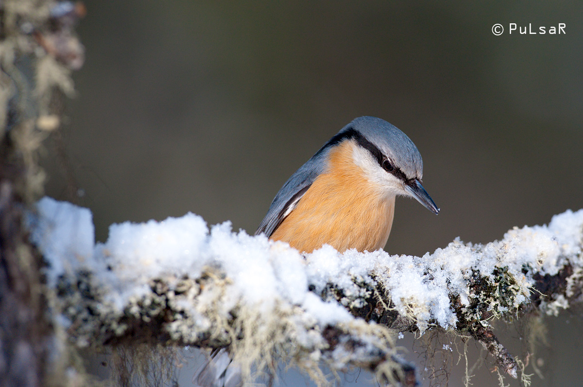 nuthatch