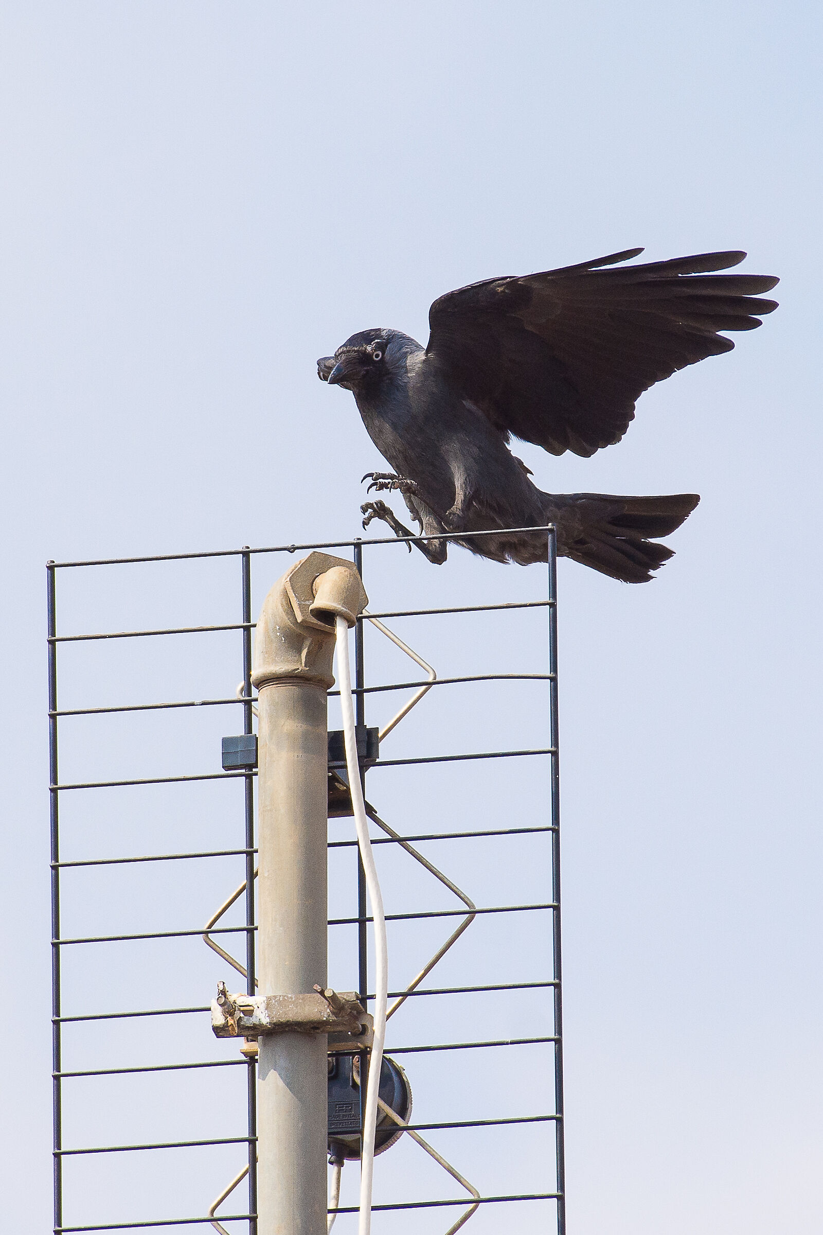 Cornacchia in atterraggio