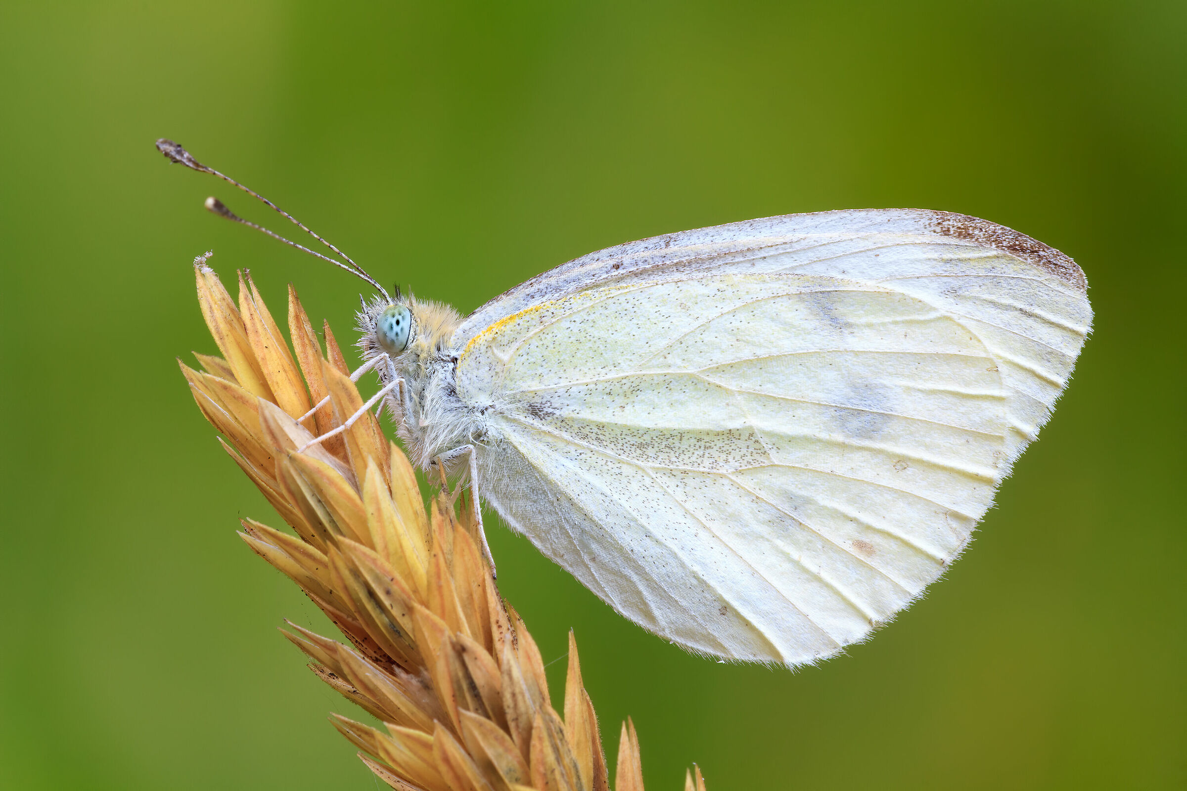 Pieride della senape