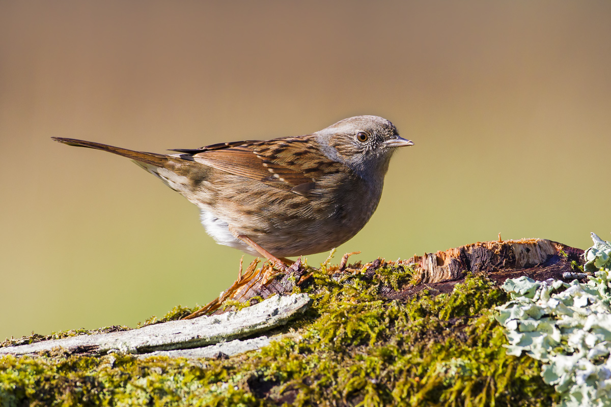 Dunnock