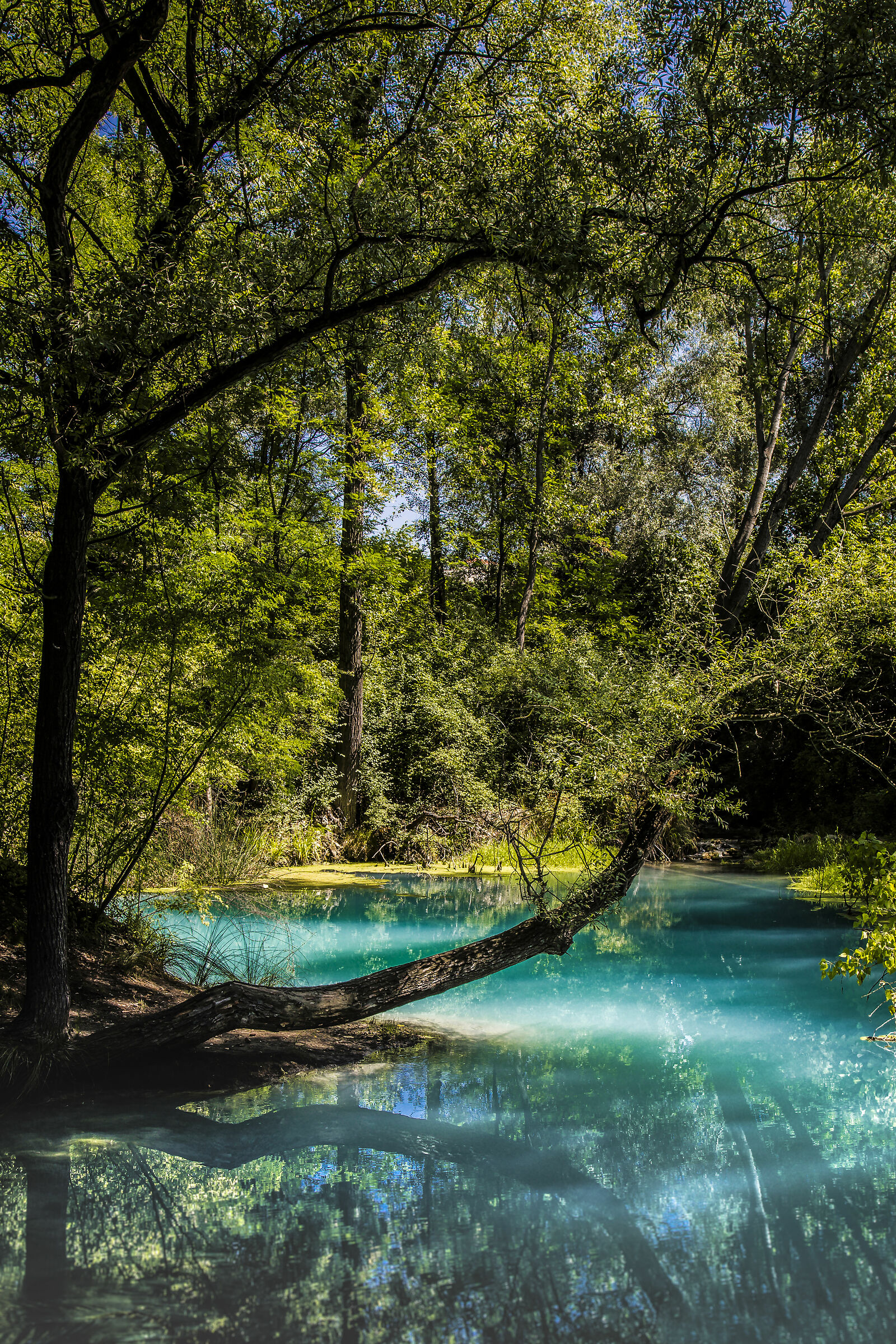 Le sorgenti sulfuree del Lavino