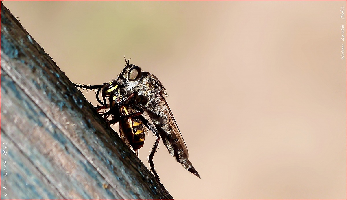 Tafano con preda ...... ( Lumix fz48 )