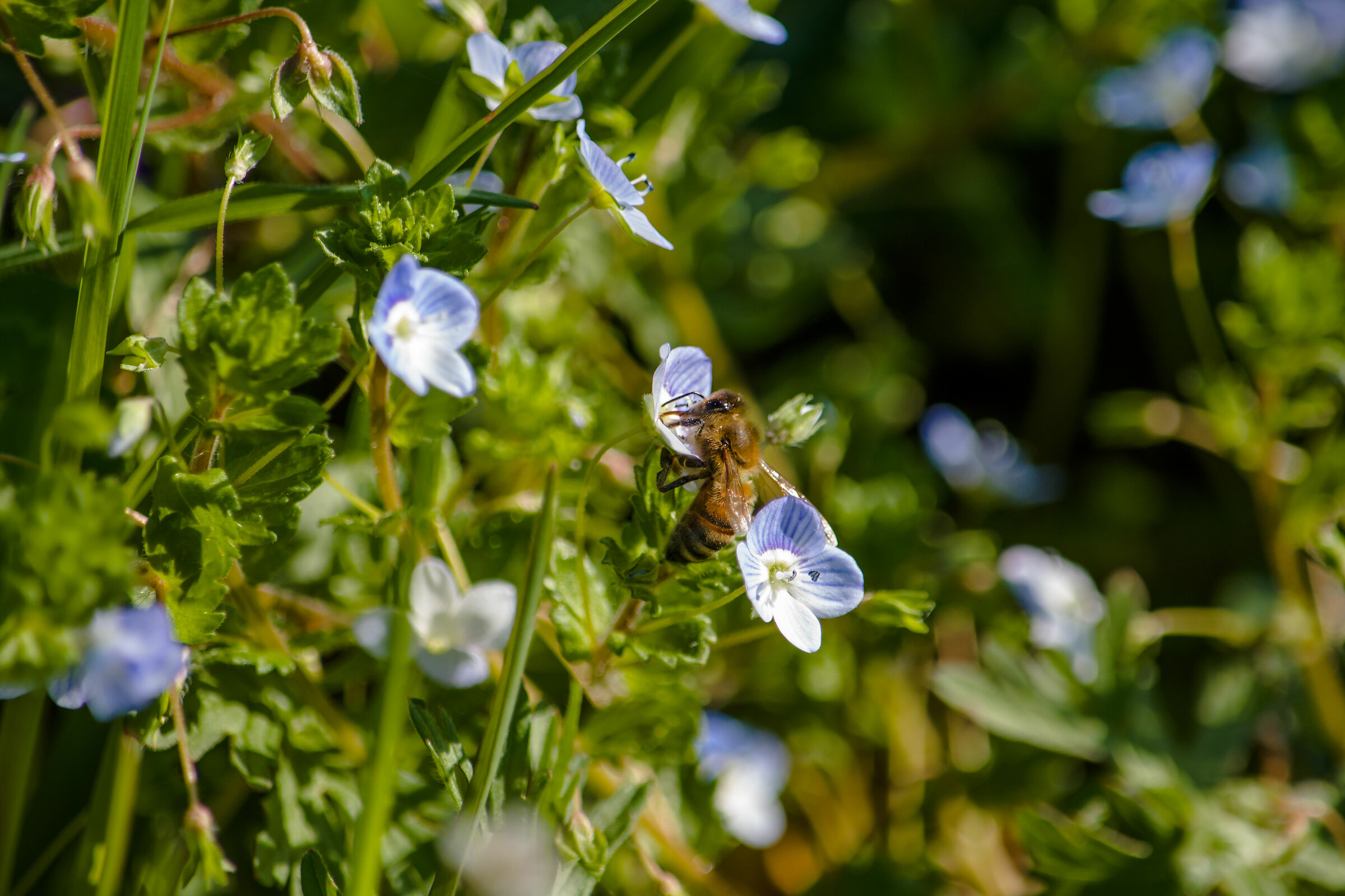 Flying on the nontiscordardimé