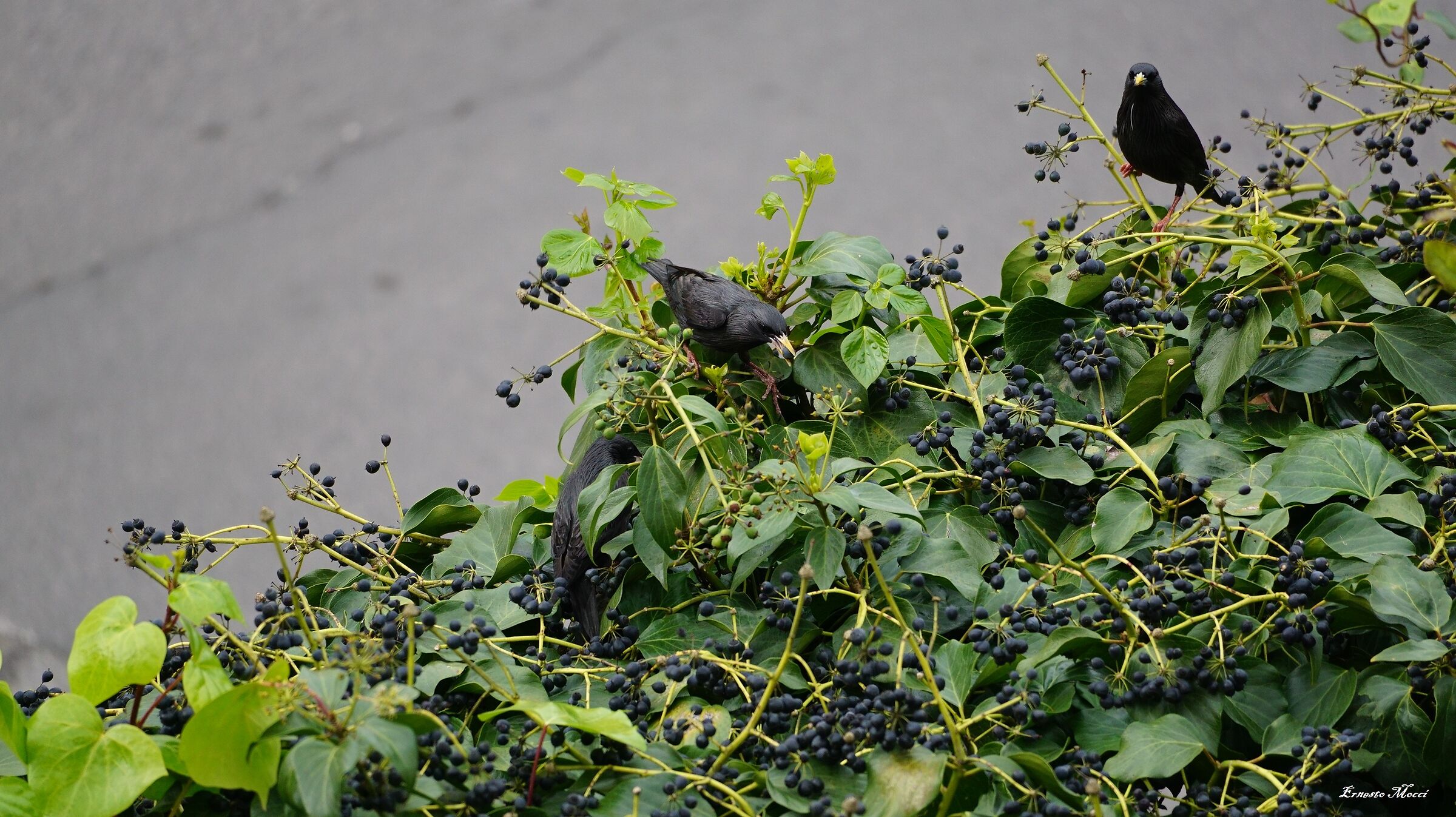 Abundance after Calamity and Famine