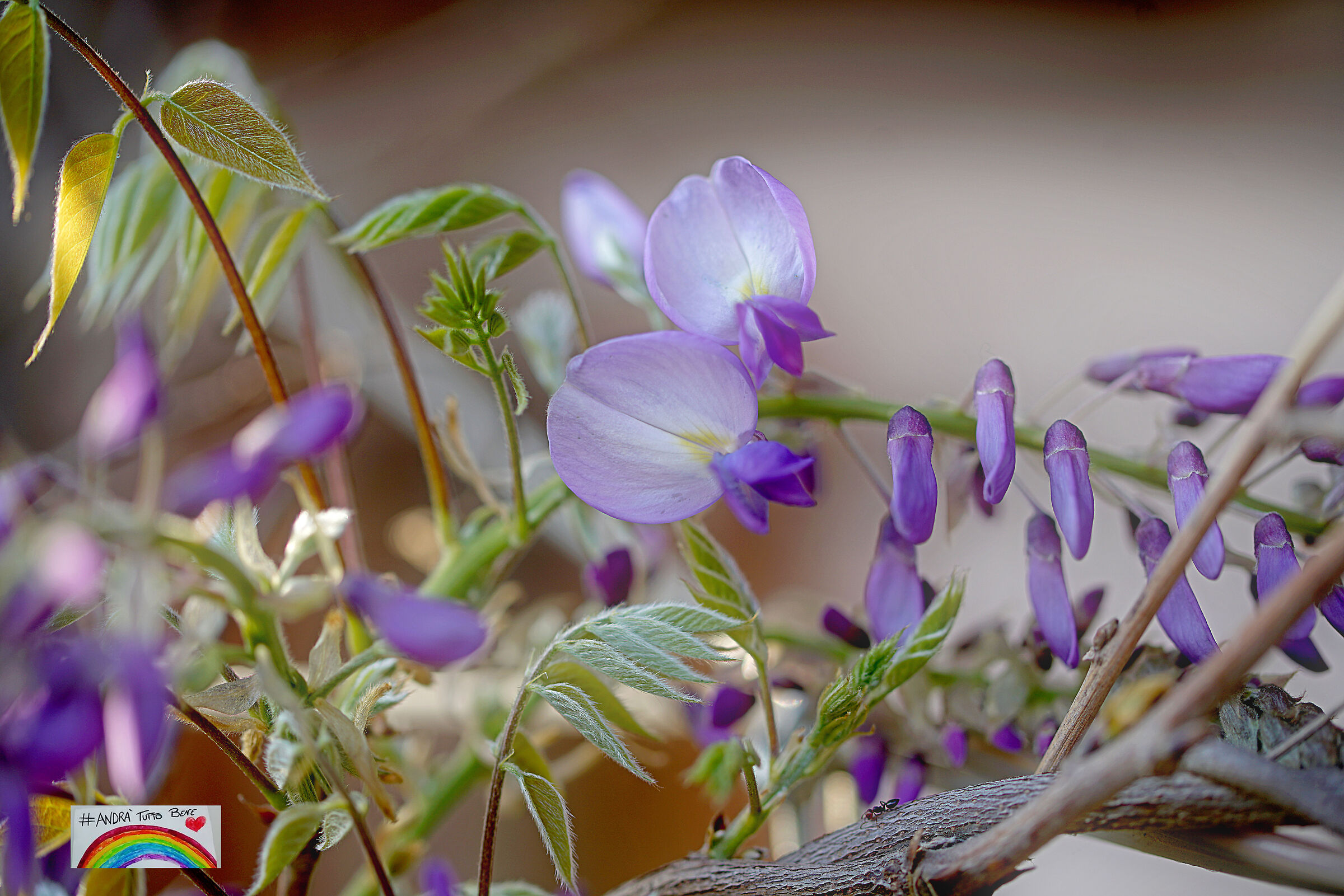 Wisteria