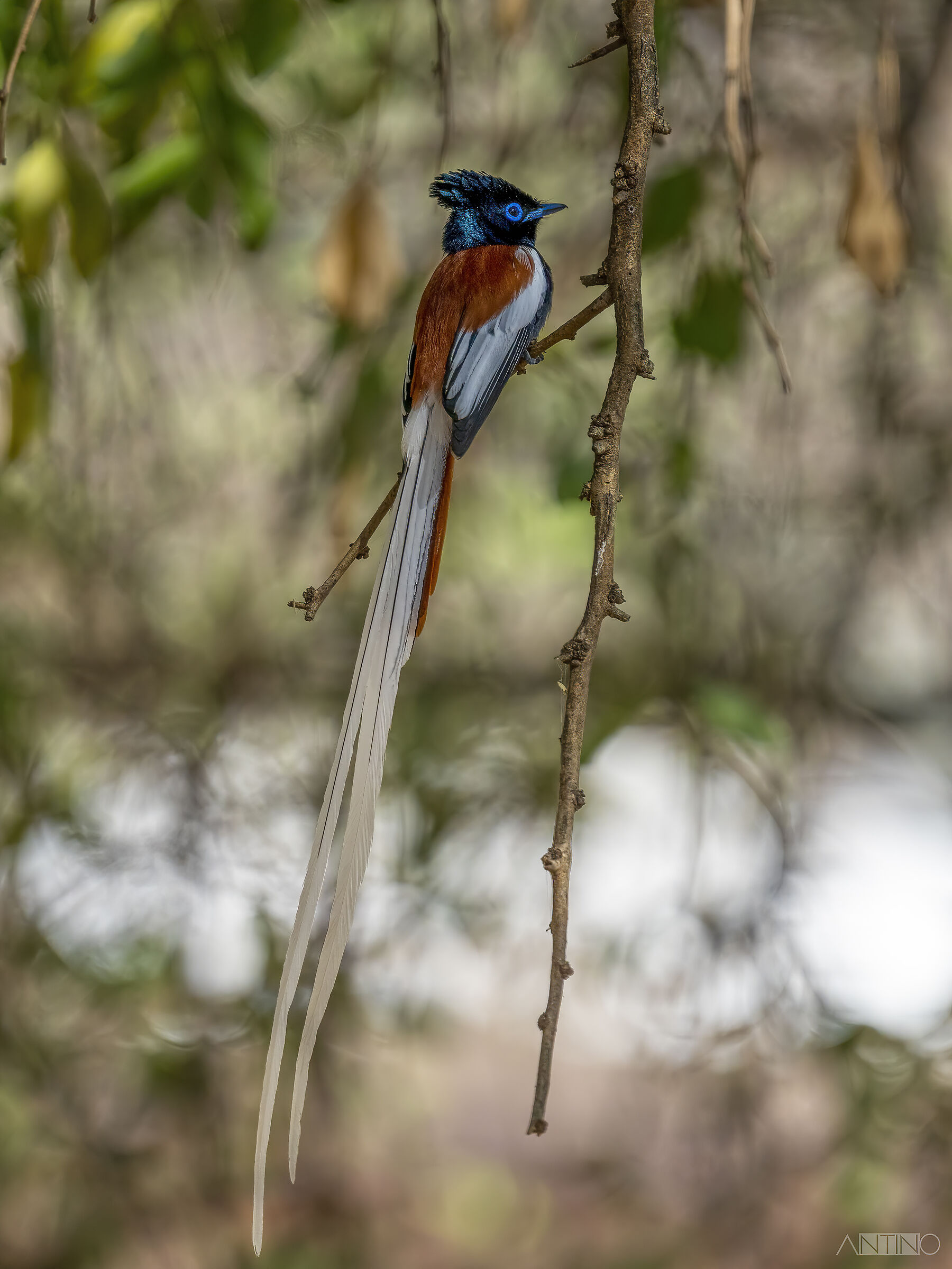 Pigliamosche del paradiso africano, Terpsiphone viridis