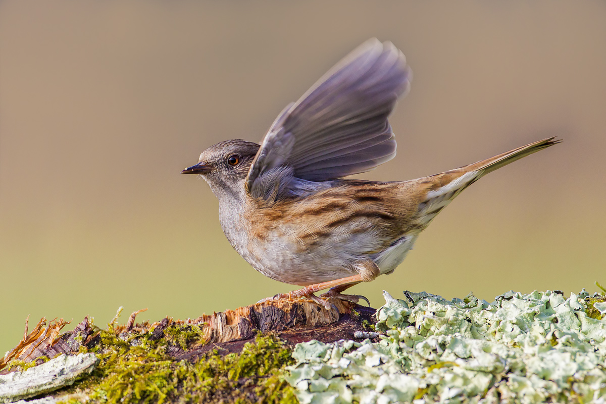 dunnock II