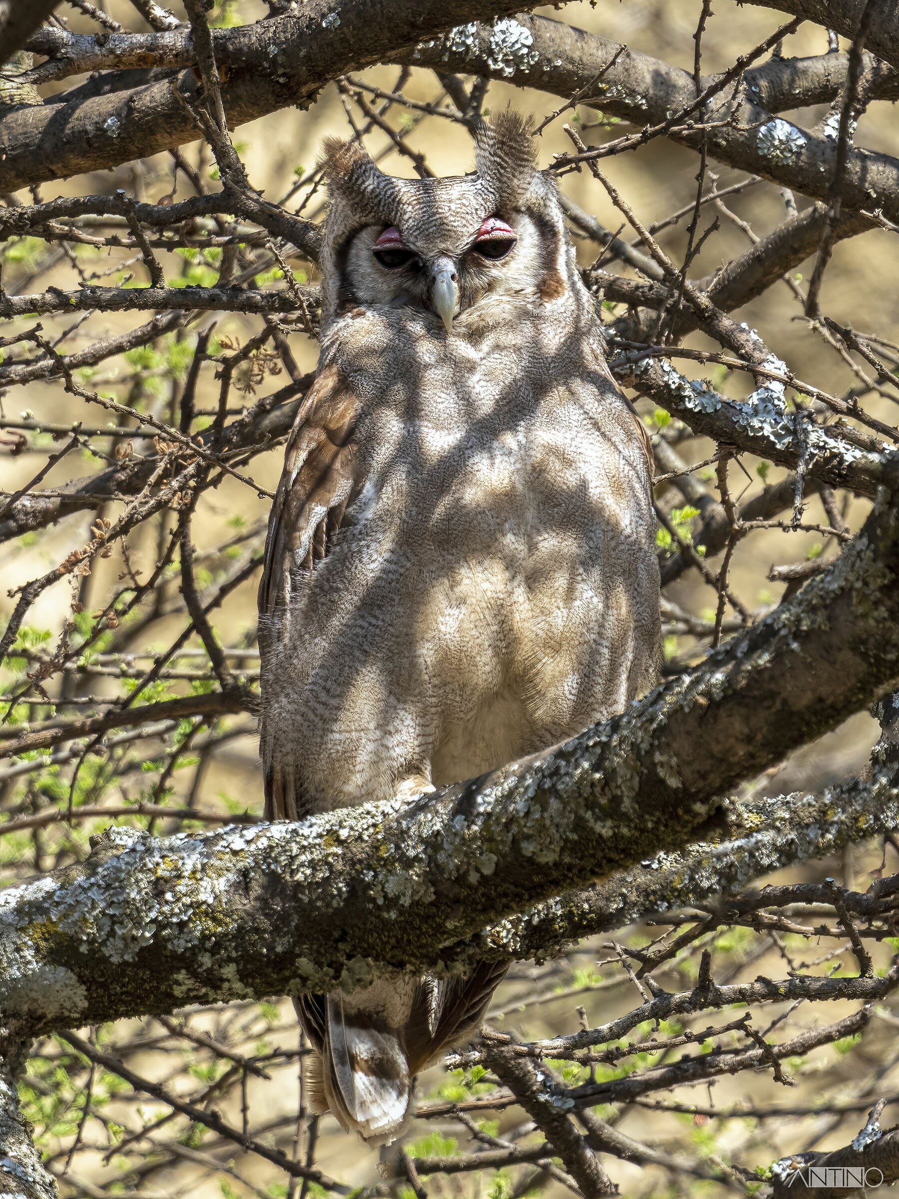 Gufo latteo o gufo reale di Verreaux