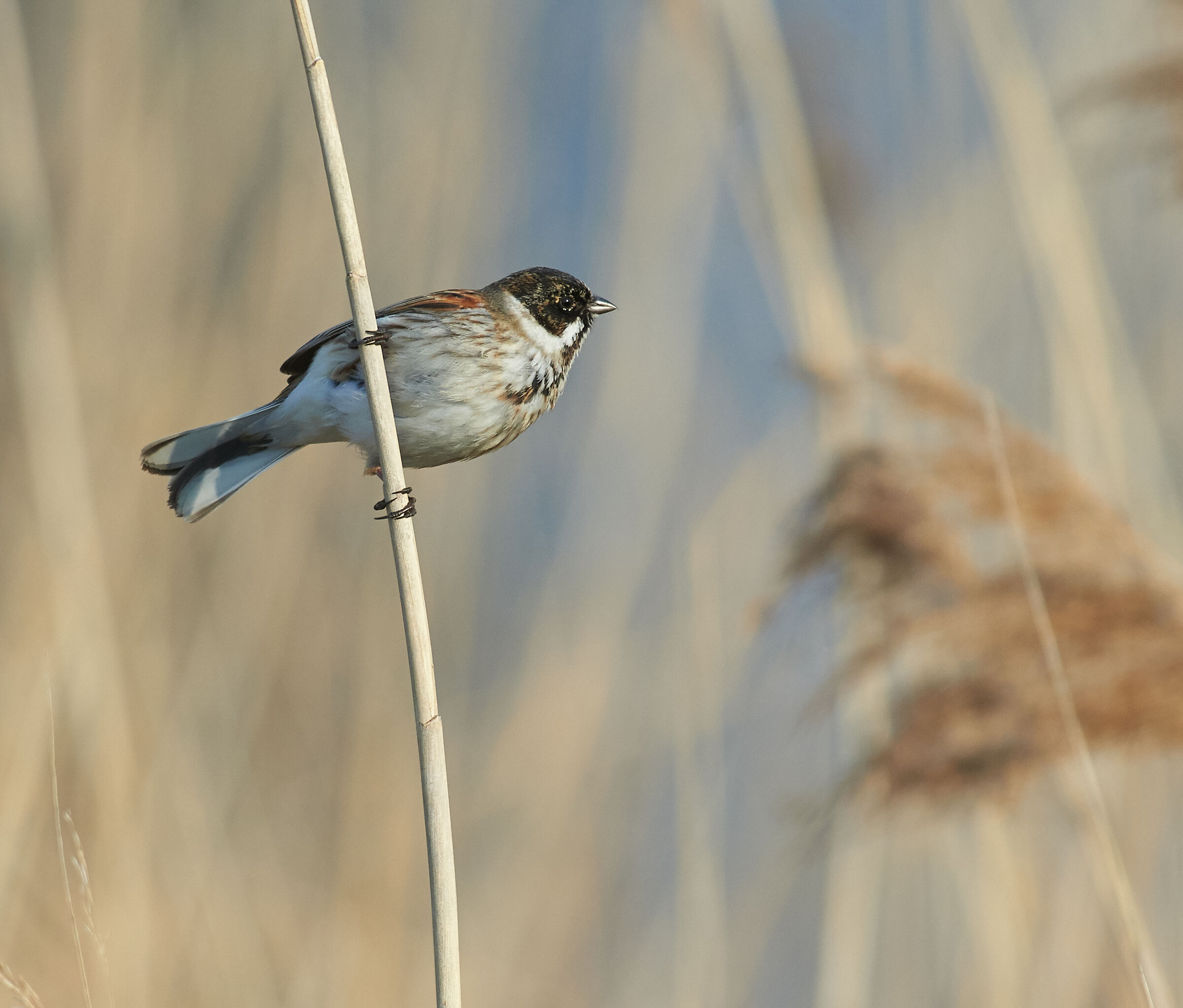 Reed-bunting