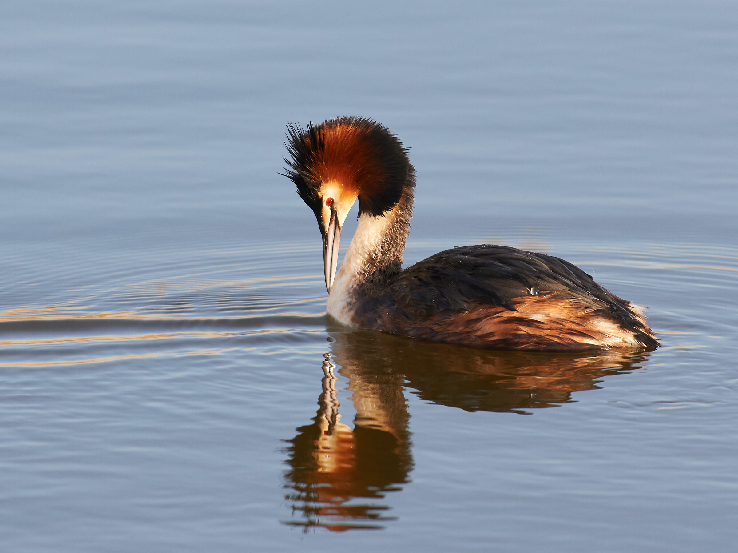 Grebe