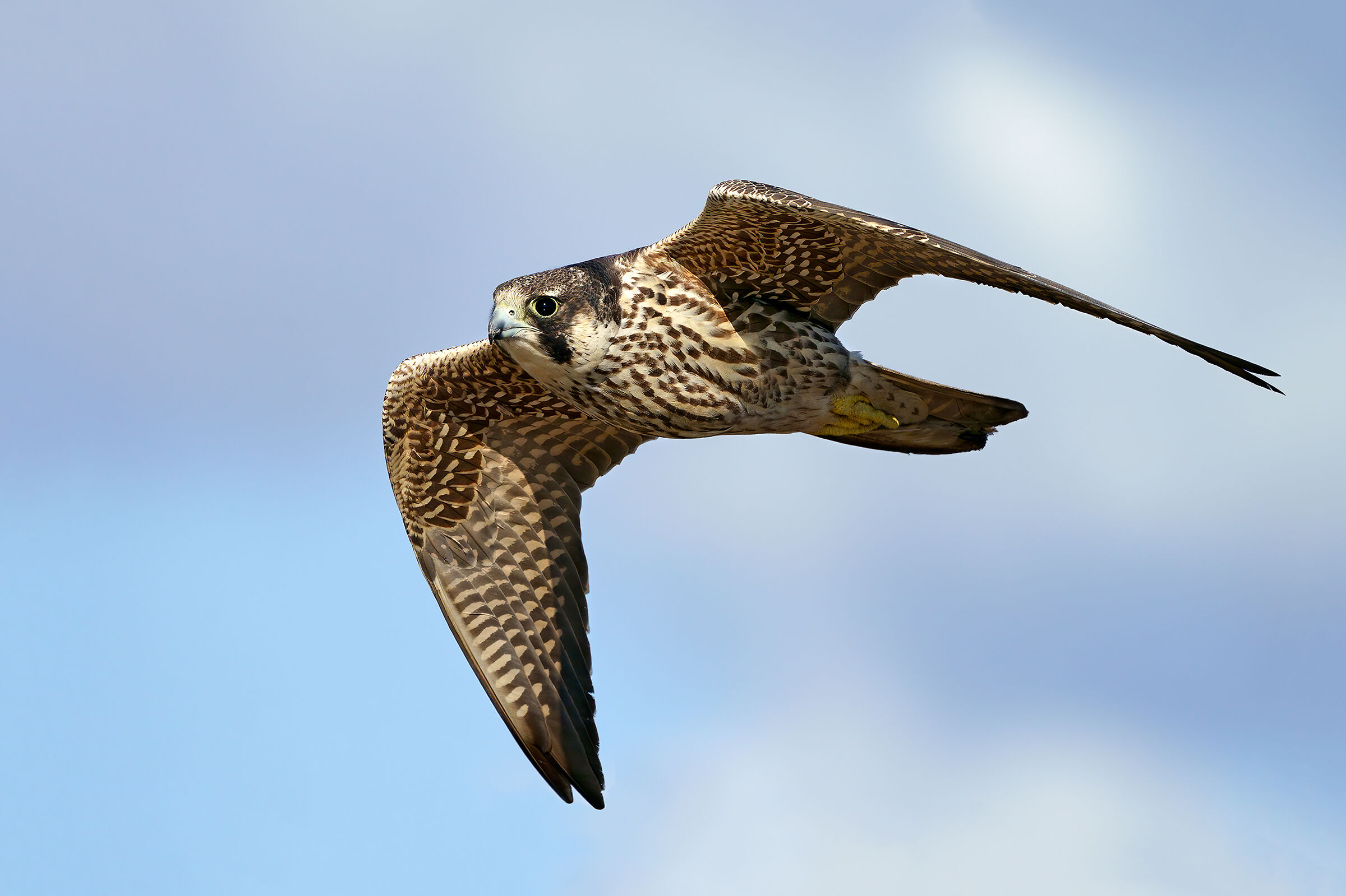 Calidus peregrine falcon