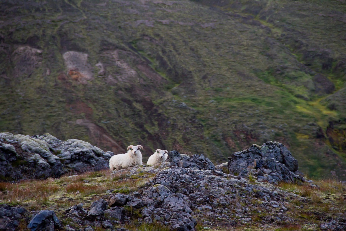 The guardians of the path