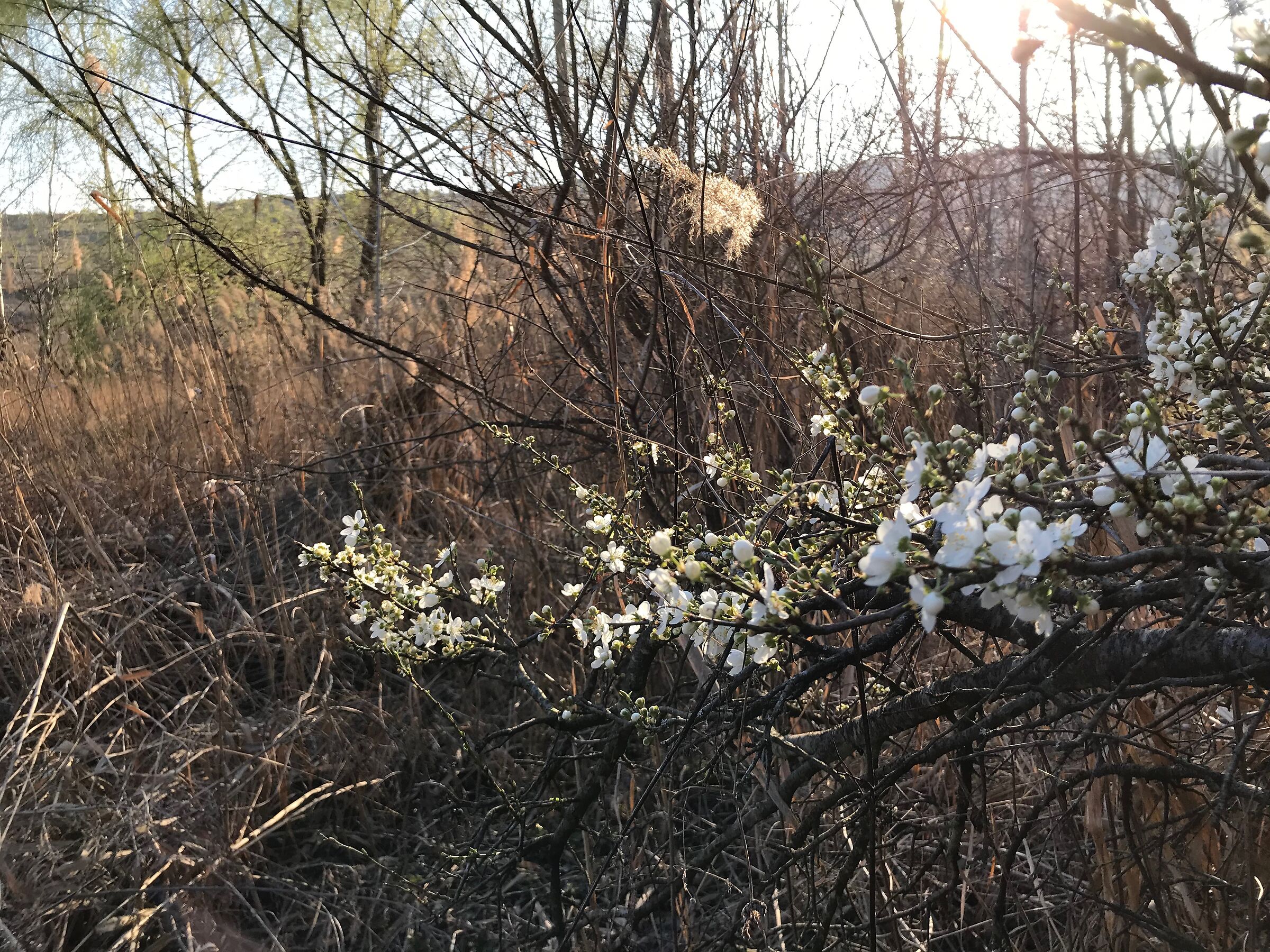 lunca frumoasa - buzau