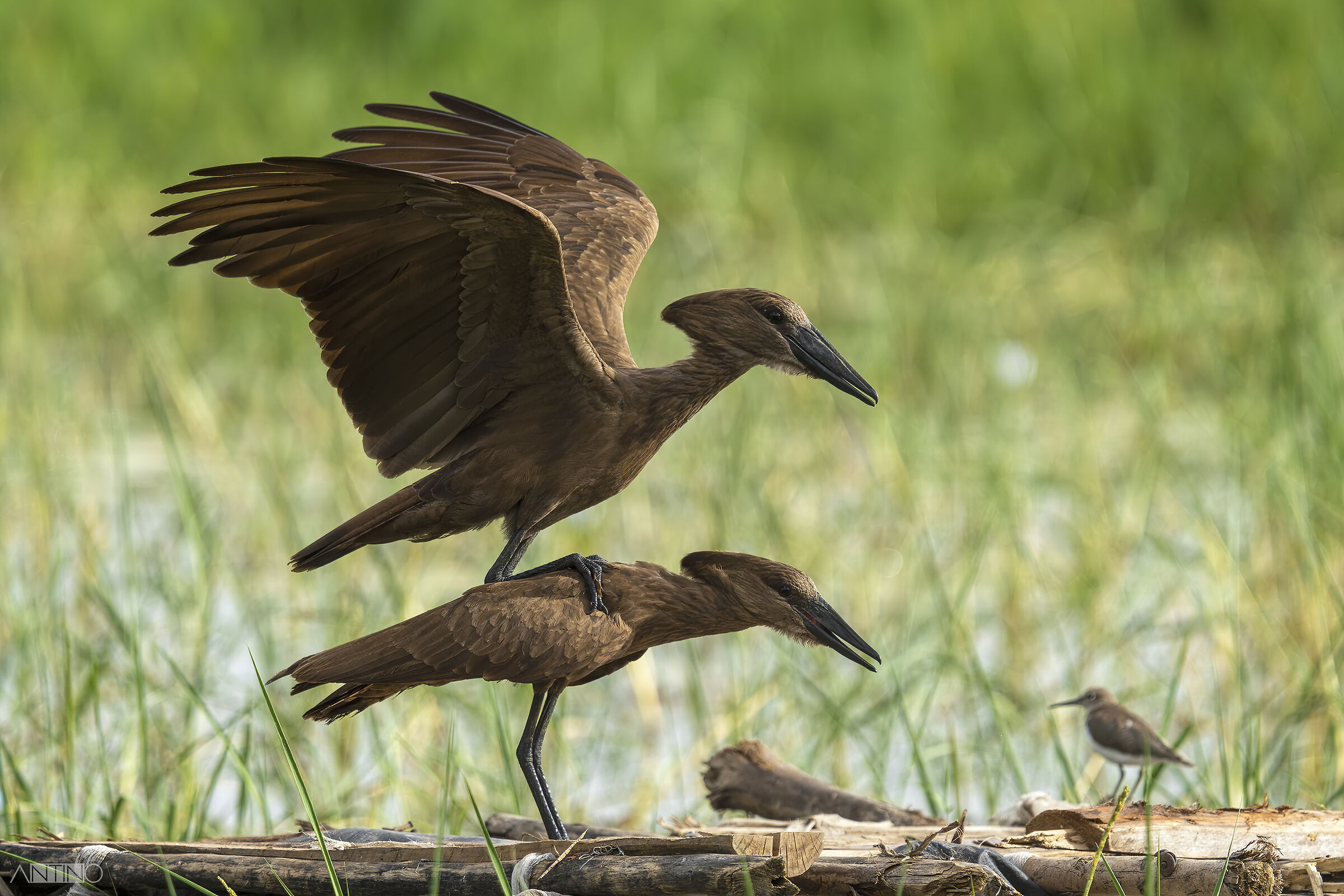 Umbrette, Scopus umbretta