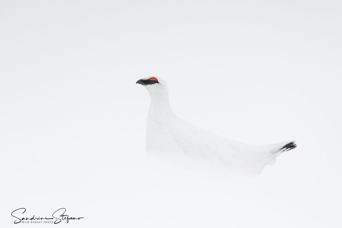 White partridge
