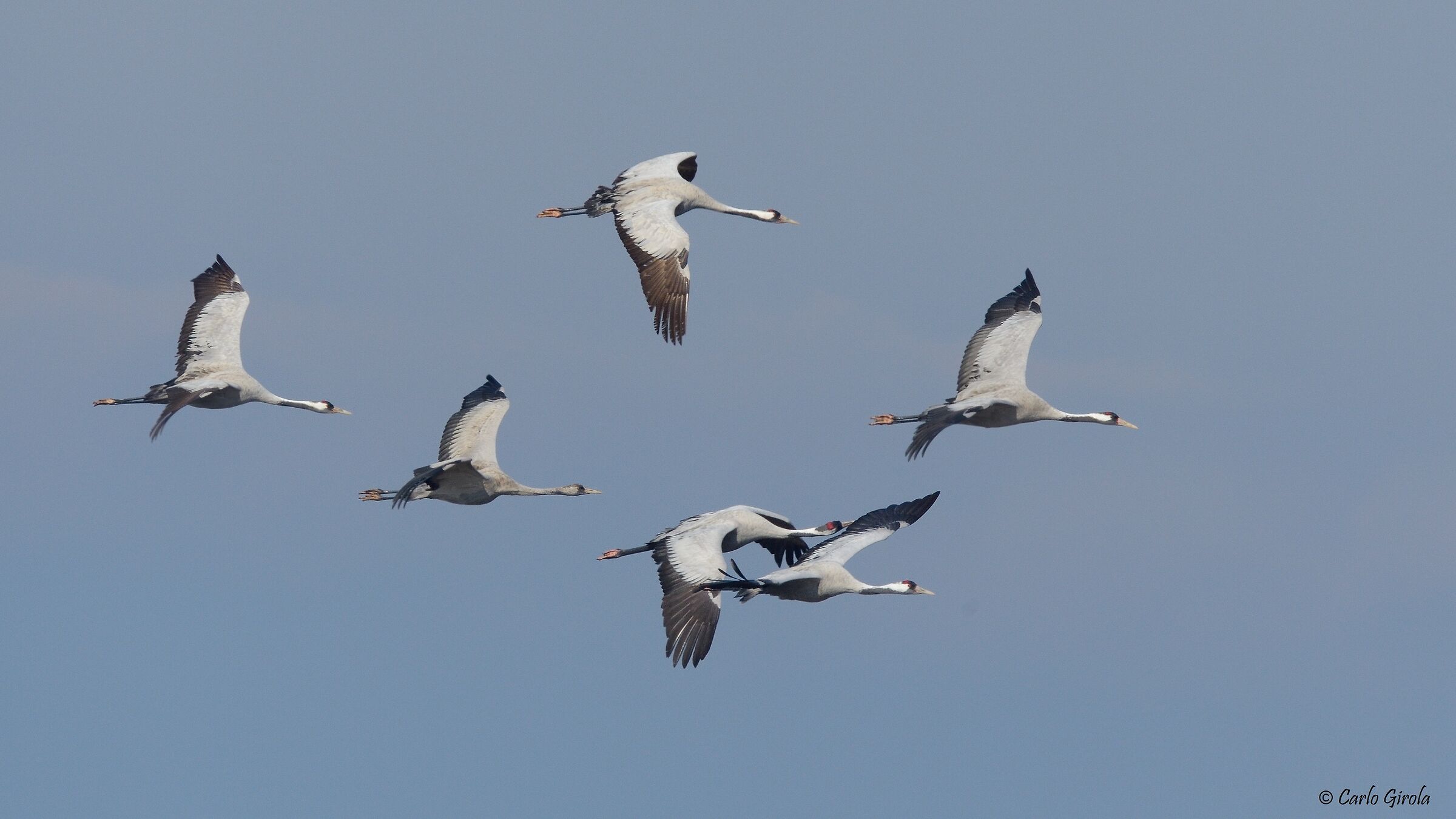 Cranes in blue